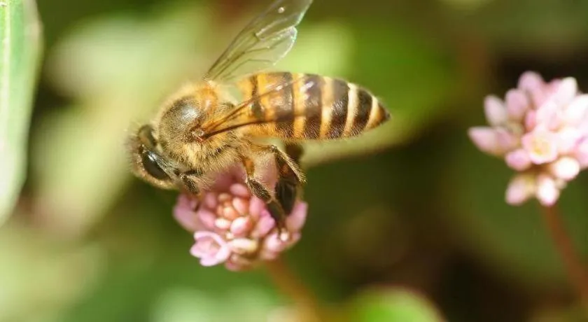 OYO 229 Parkland Hotel