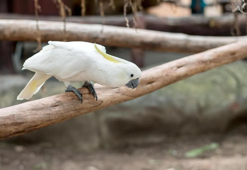 Clark Imperial Hotel