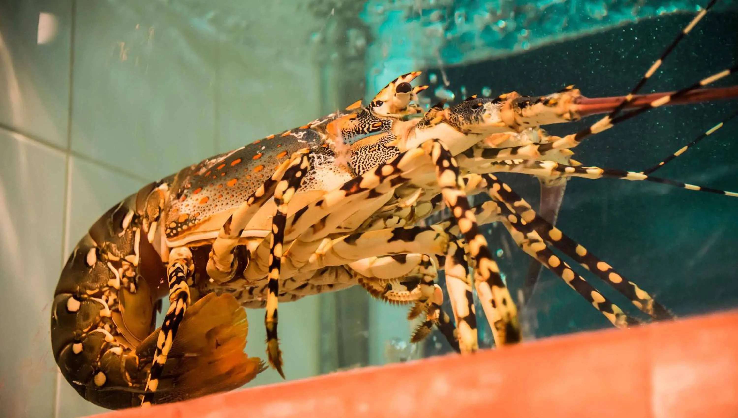 Food and drinks in Almond Hotel Bassac River