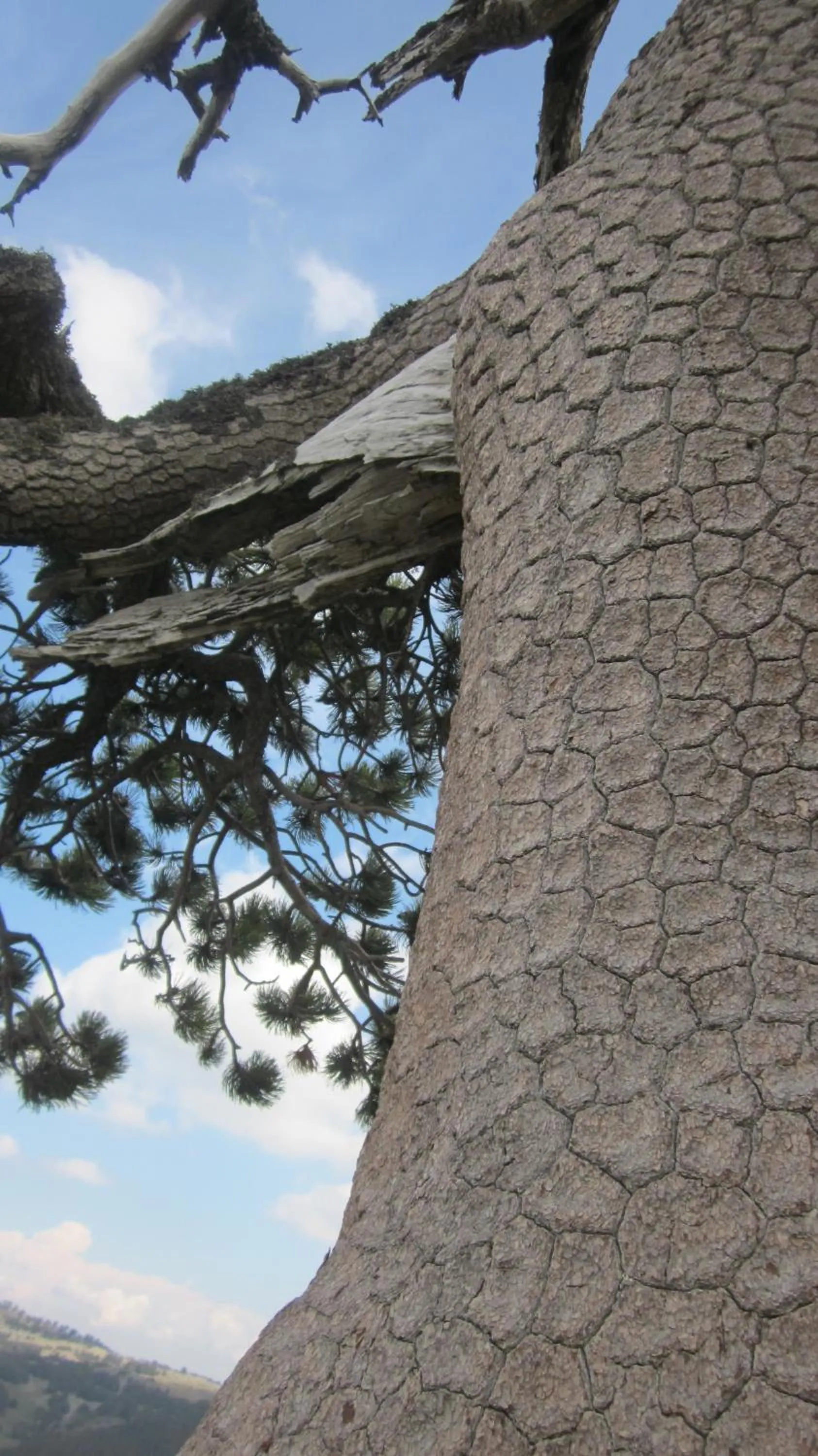 Nearby landmark in B&B Le Ginestre
