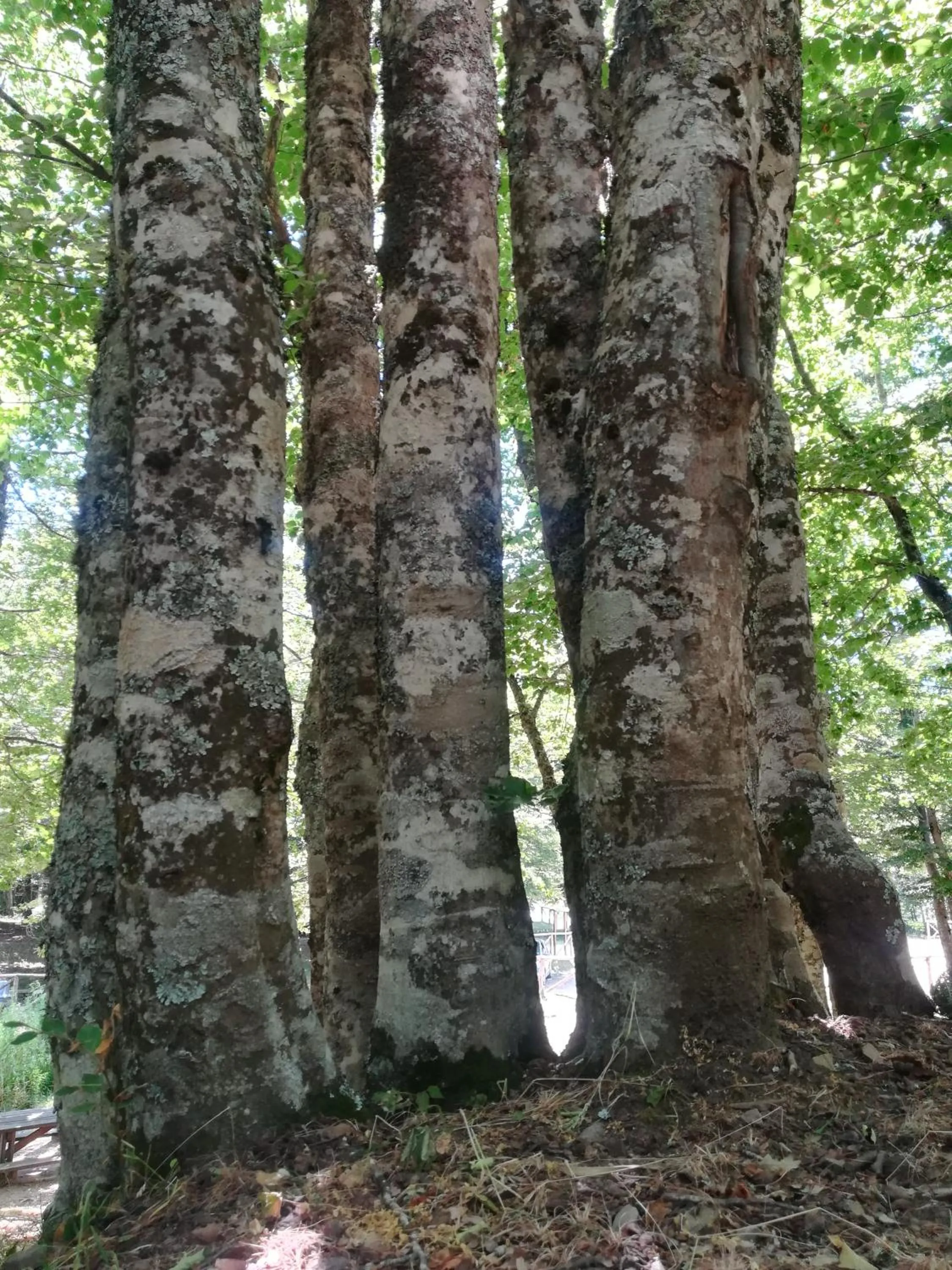Other in B&B Le Ginestre