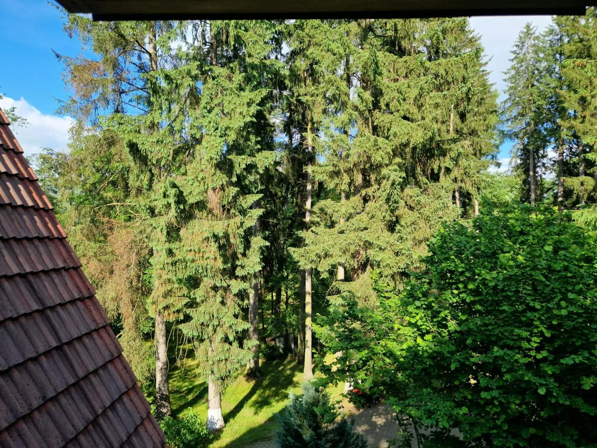 View (from property/room) in Pensiunea Happy Inn