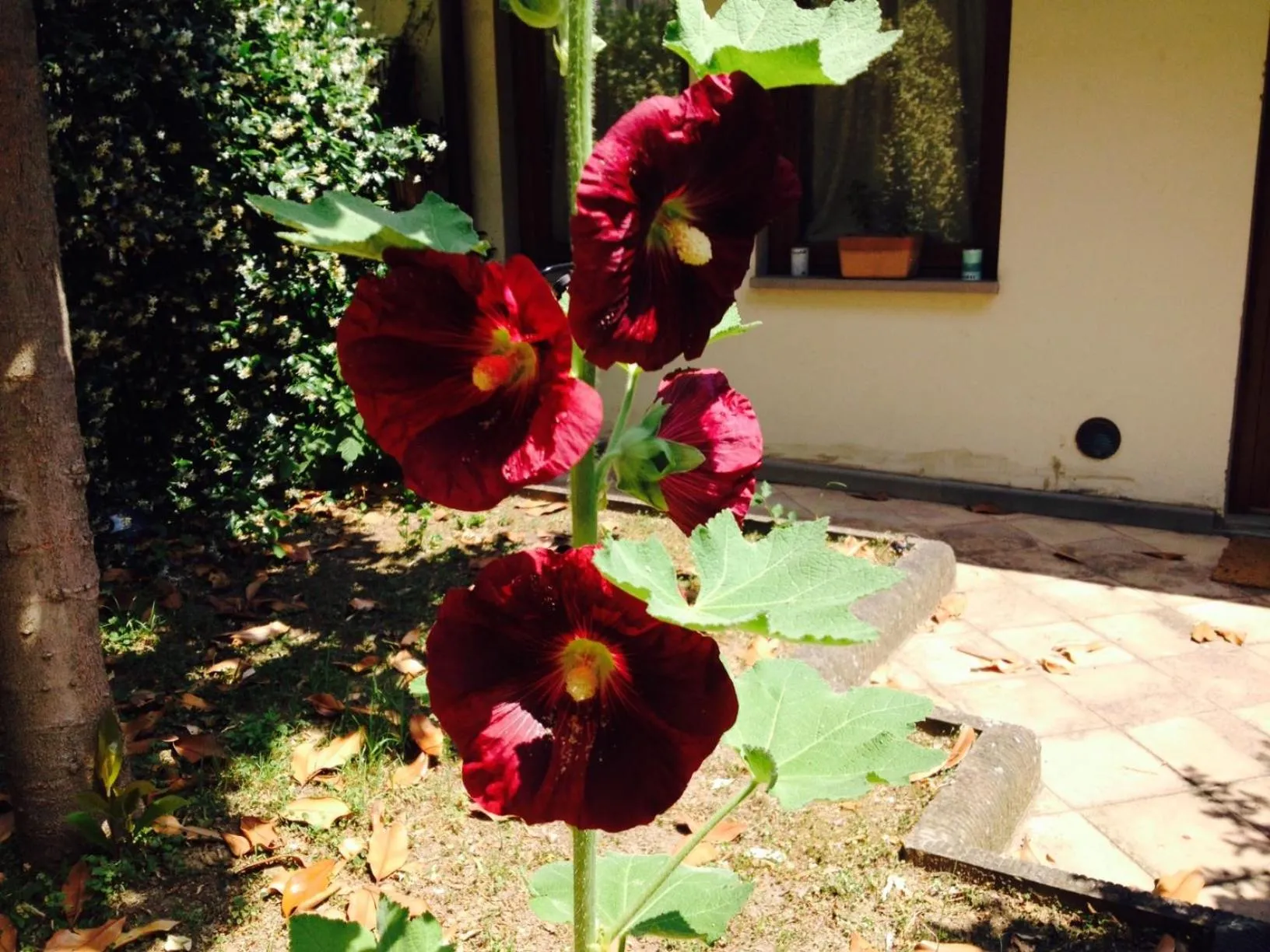 Summer in La Casa Di Scarlett