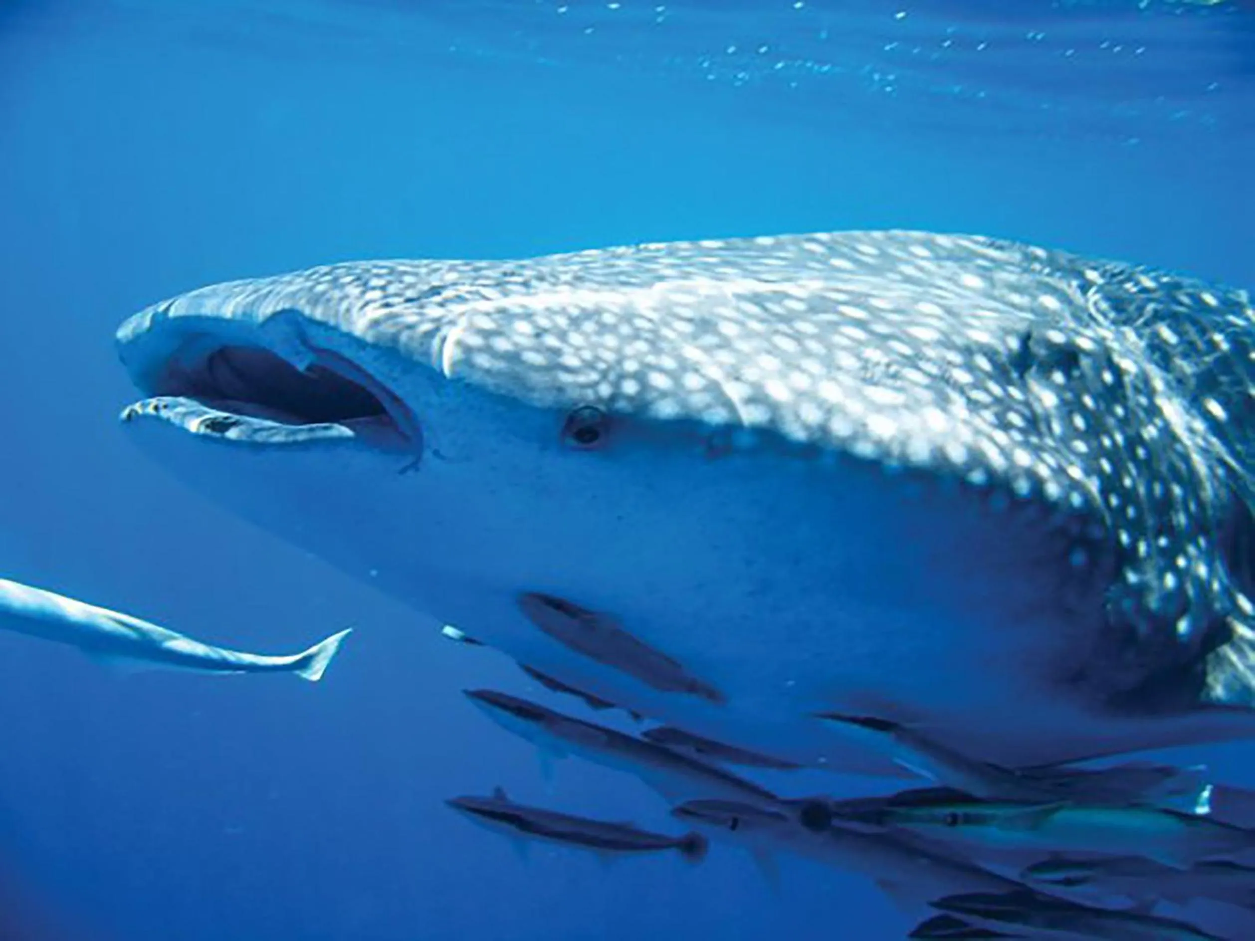 Snorkeling in Djibouti Palace Kempinski