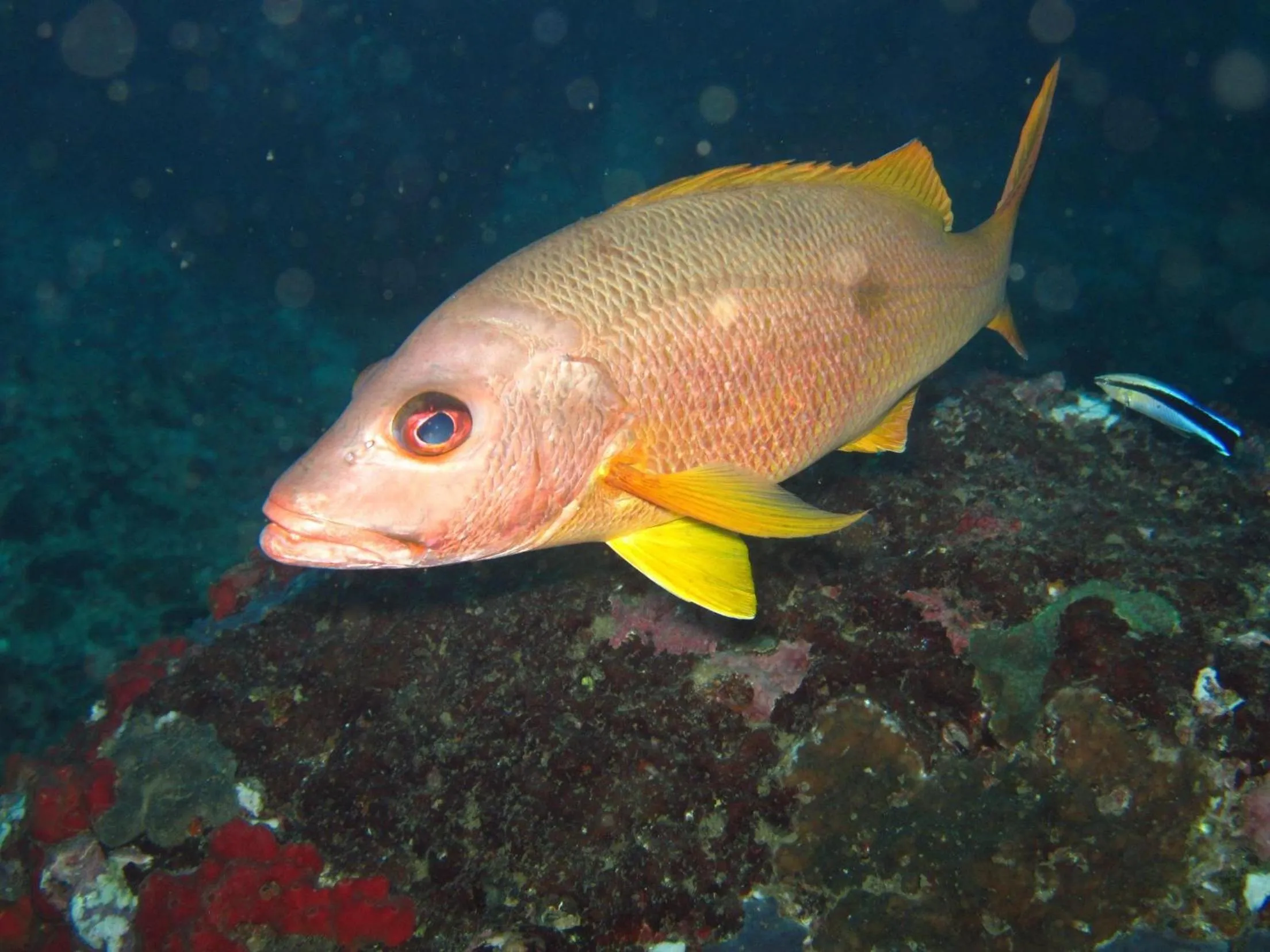 Location in Djibouti Palace Kempinski