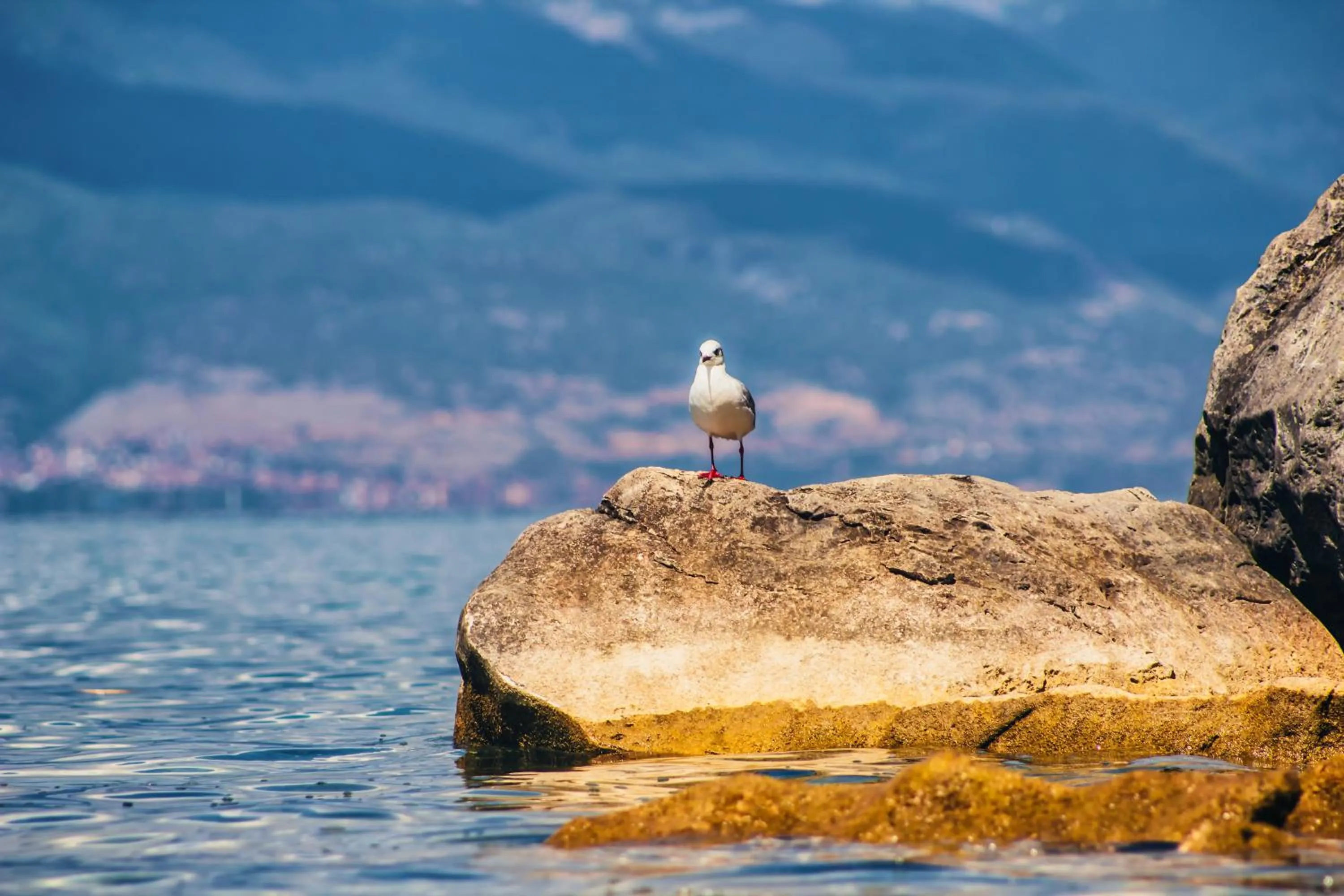 View (from property/room) in Park Lakeside Ohrid