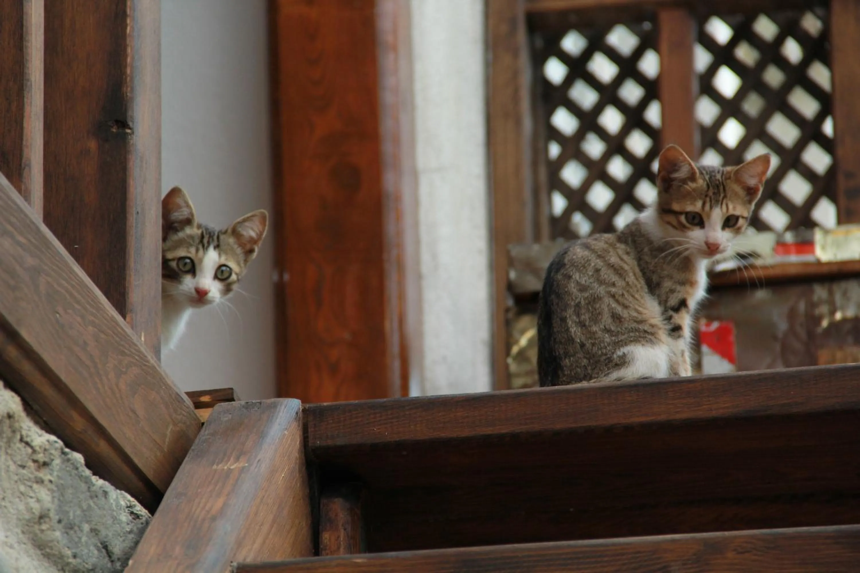 Pets in Birgi Hotel Saliha Hanim Tas Konak