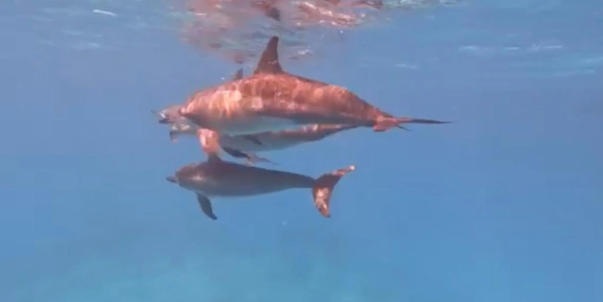 Activities in Ocean Pearl