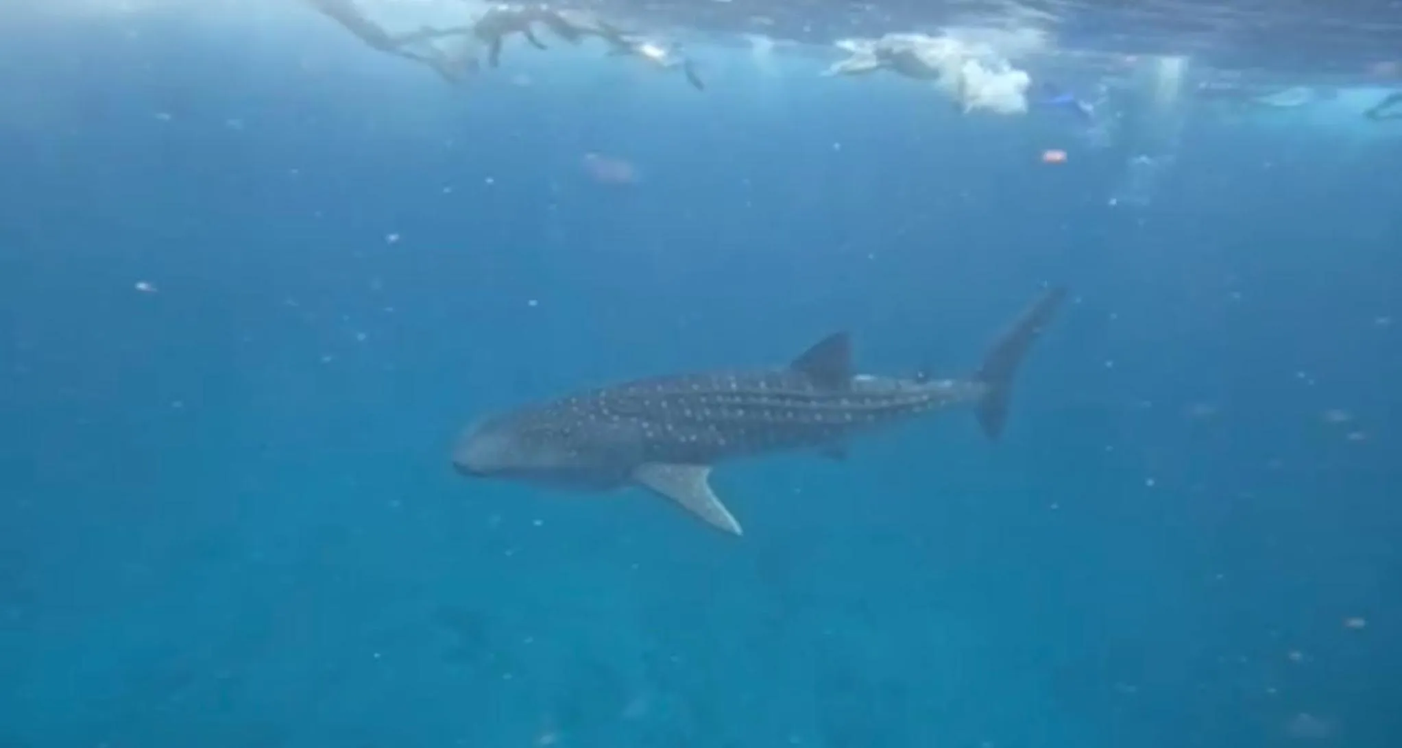 Activities in Ocean Pearl