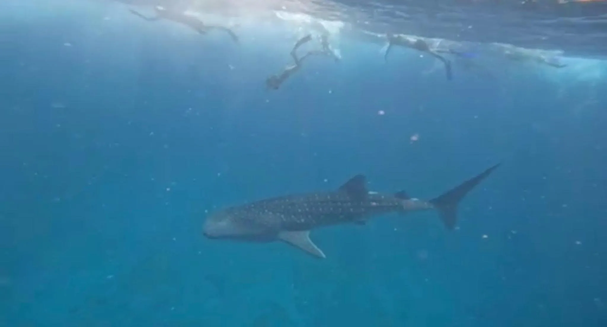 Activities in Ocean Pearl