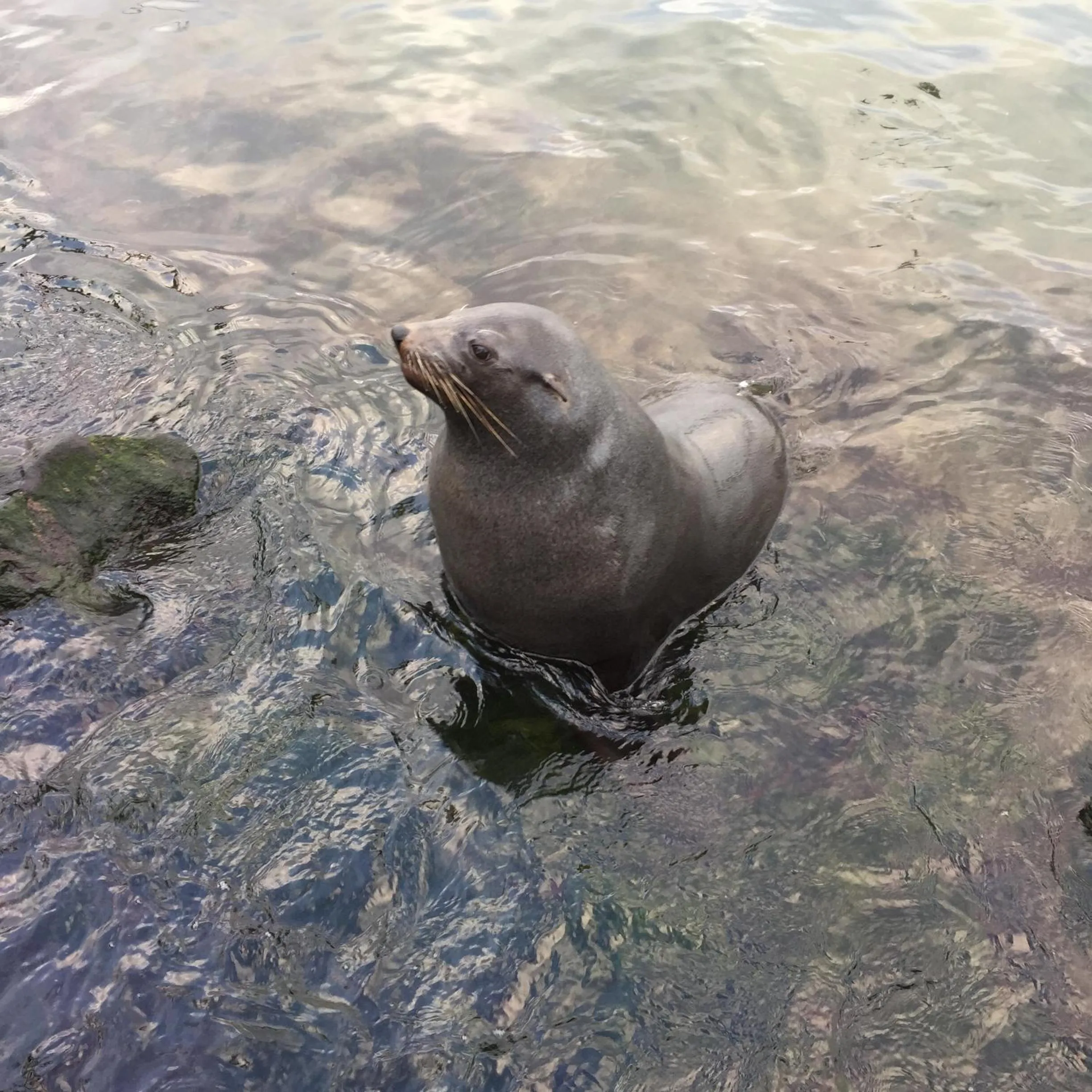 Animals in Victoria House