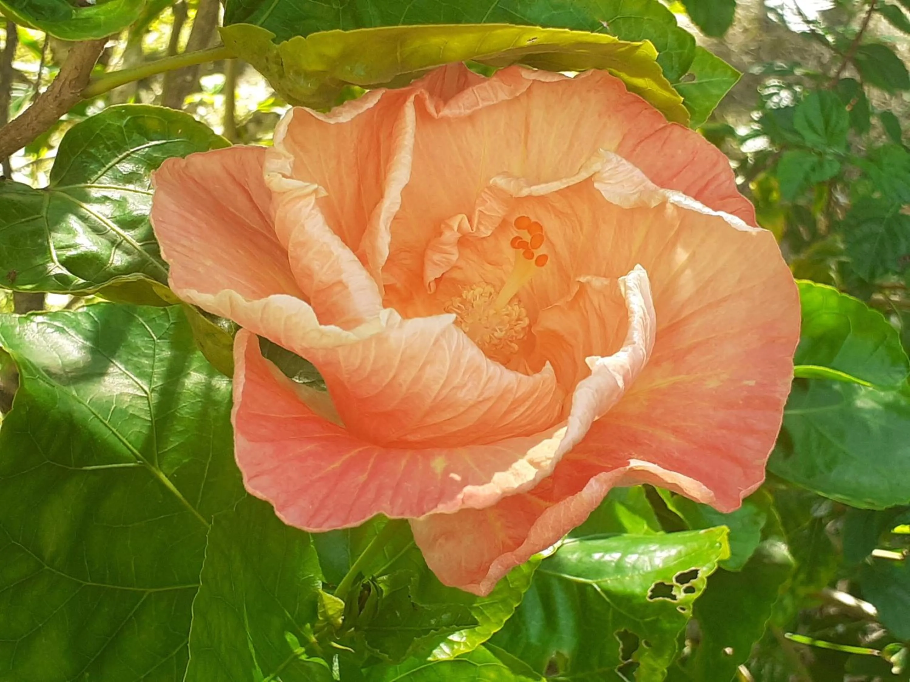 Garden in Pension Les Trois Cascades