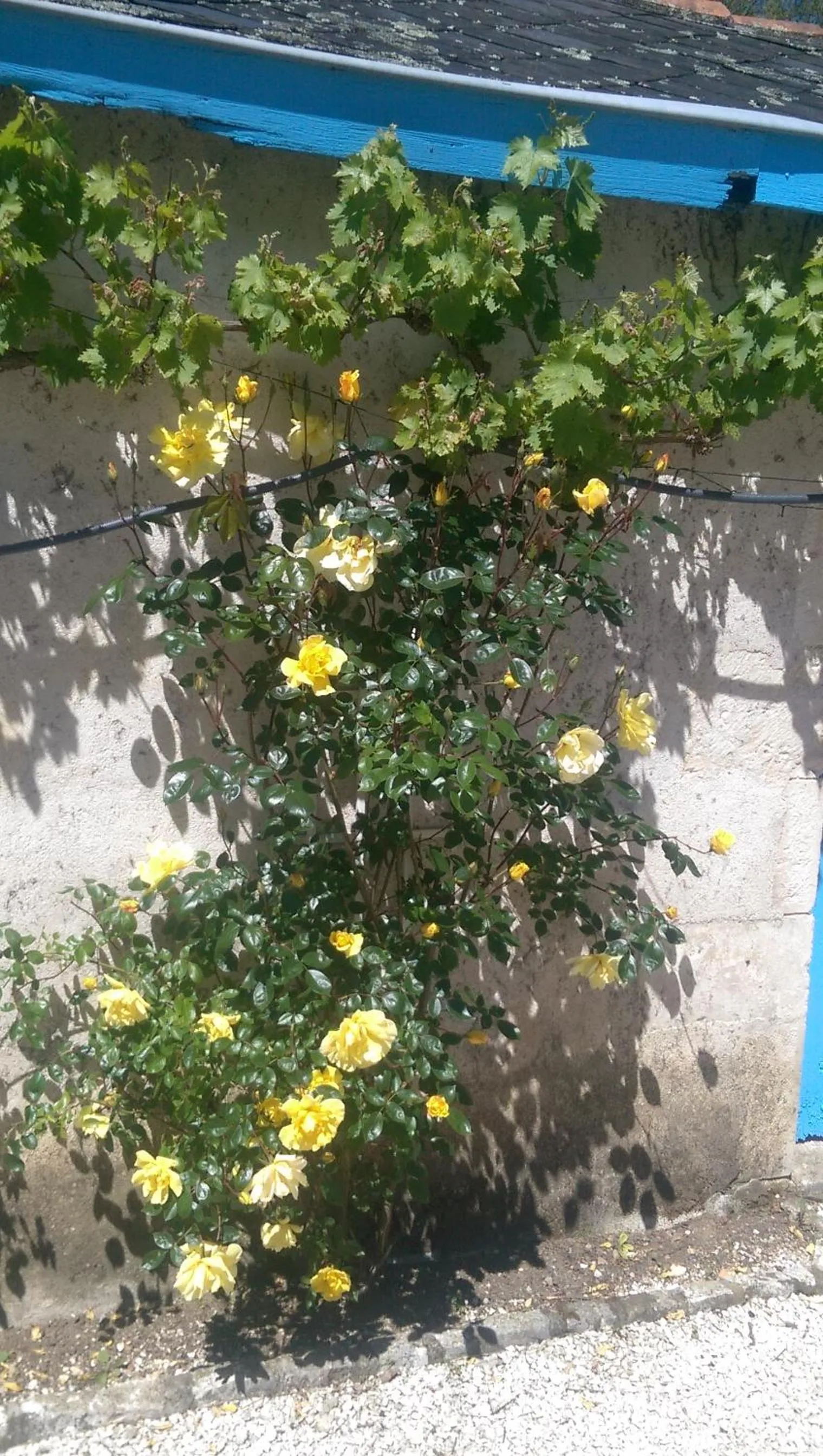 Garden in Vingt Grand Rue