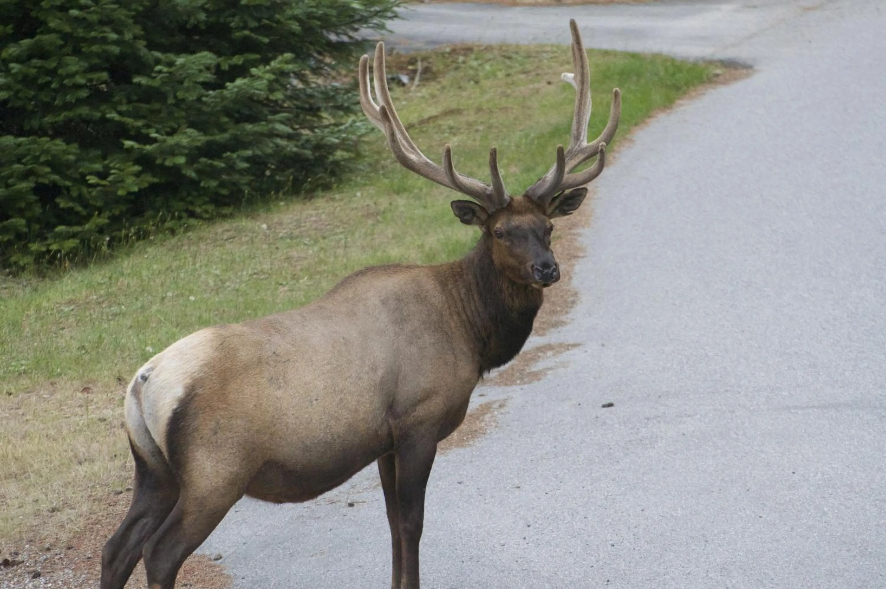 Animals in Enchanter Ocean View Suites