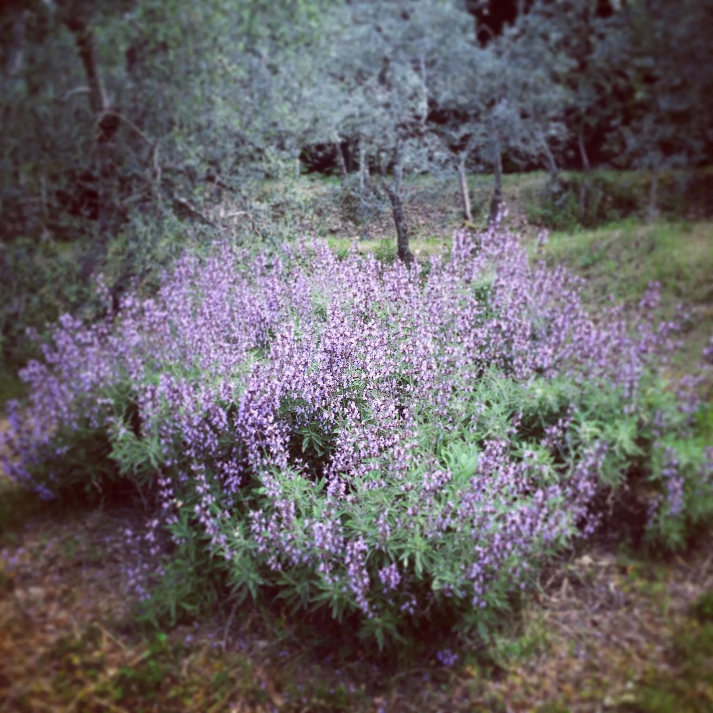 Garden view in La Locanda del Barbagianni