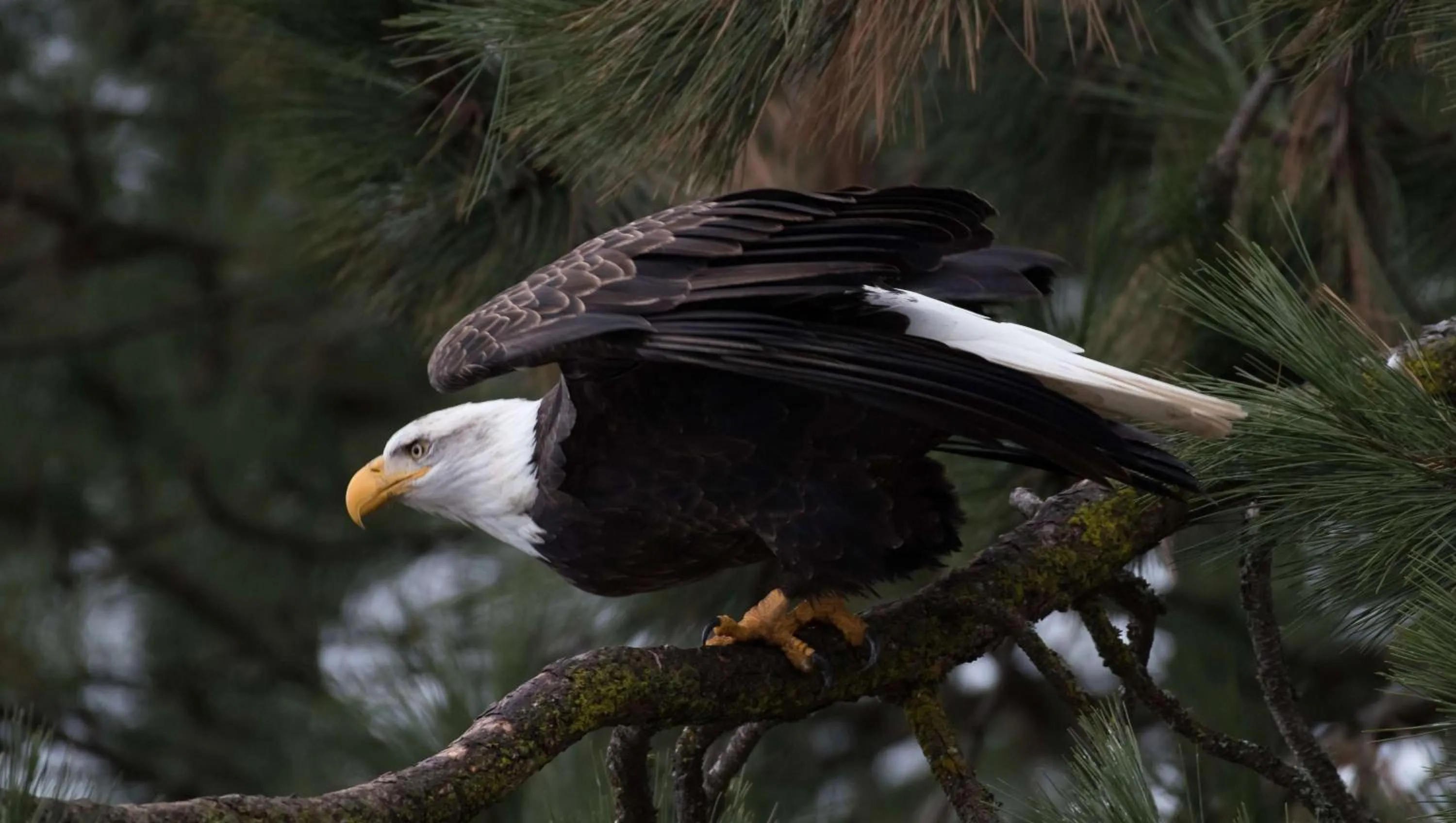 Nearby landmark in Dodge Peak Lodge