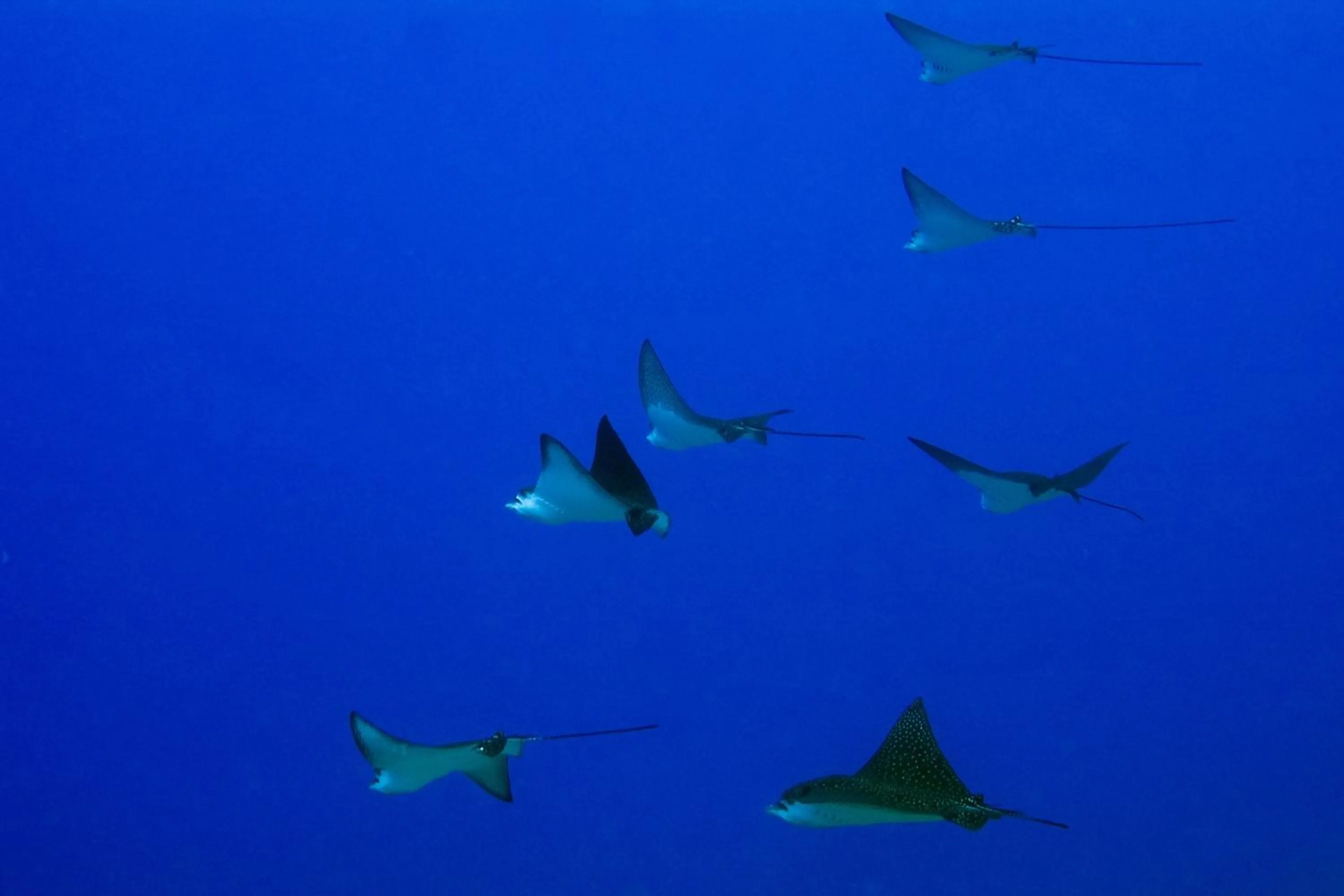 Diving in Kosrae Nautilus Resort