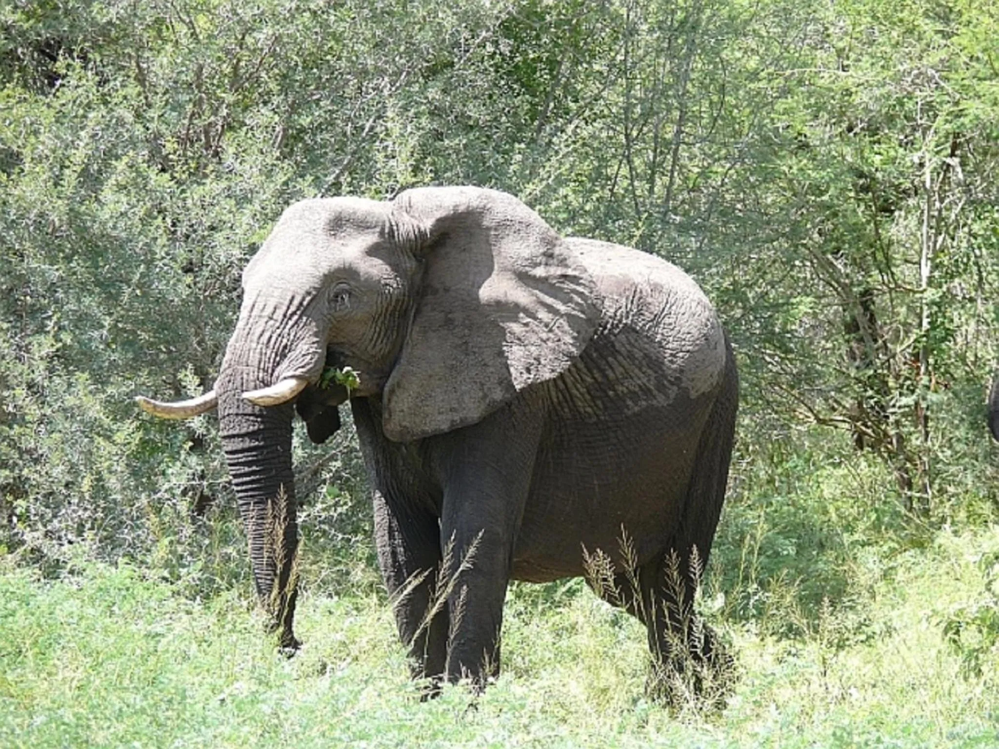 Day in Jackalberry Ridge by Dream Resorts