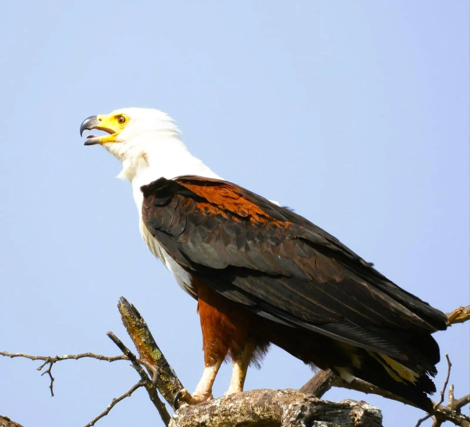 Day in Jackalberry Ridge by Dream Resorts