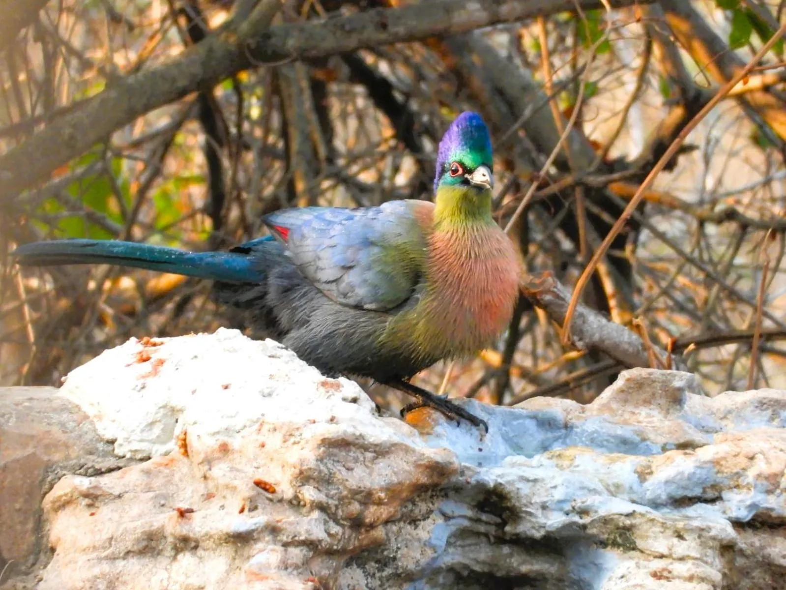 Day in Jackalberry Ridge by Dream Resorts