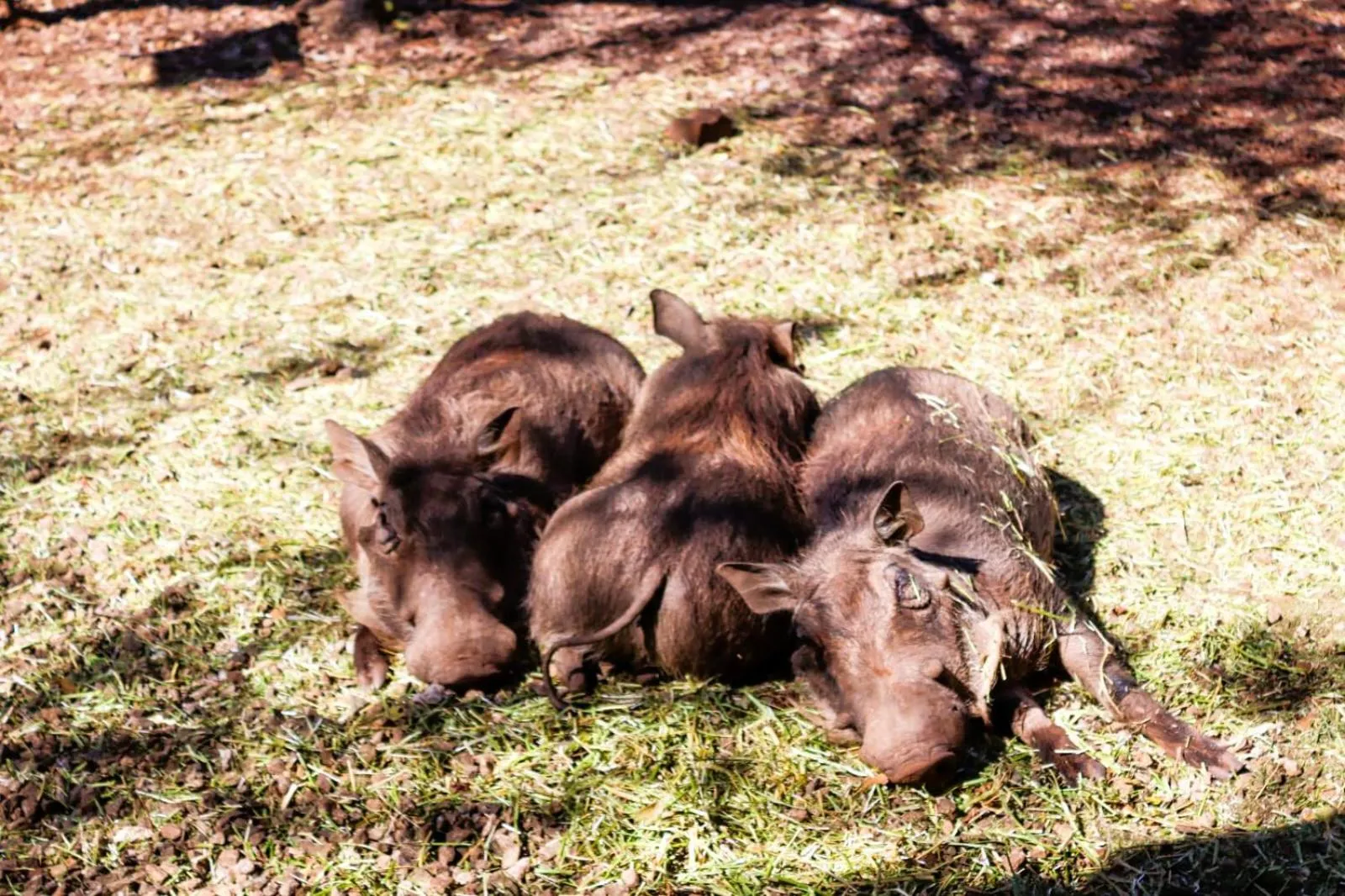 Day in Jackalberry Ridge by Dream Resorts