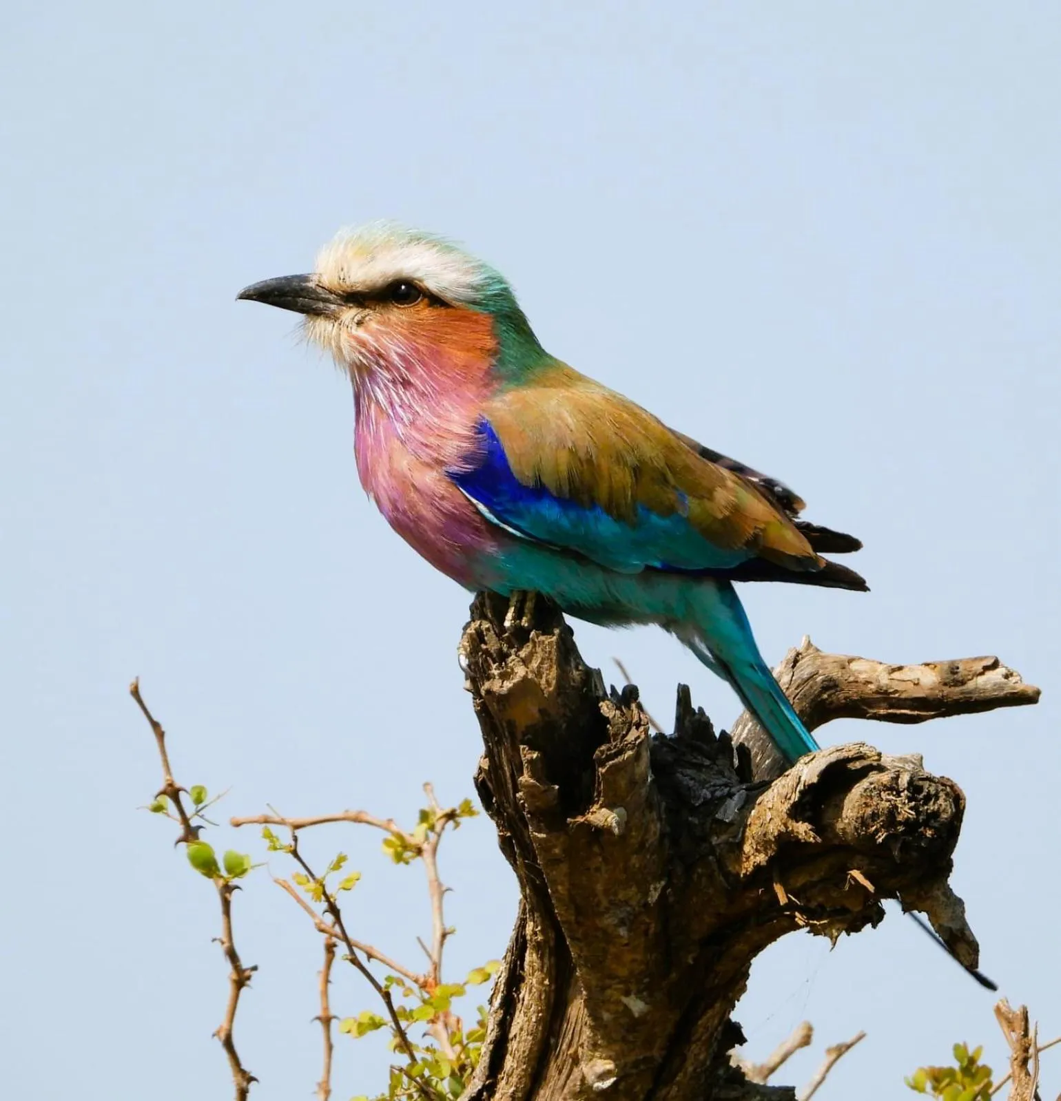 Day in Jackalberry Ridge by Dream Resorts