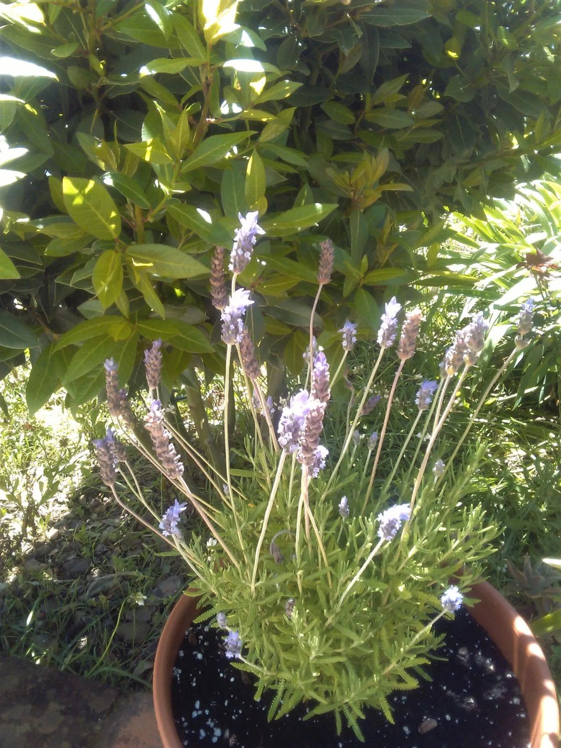 Garden in Finca La Rana Verde