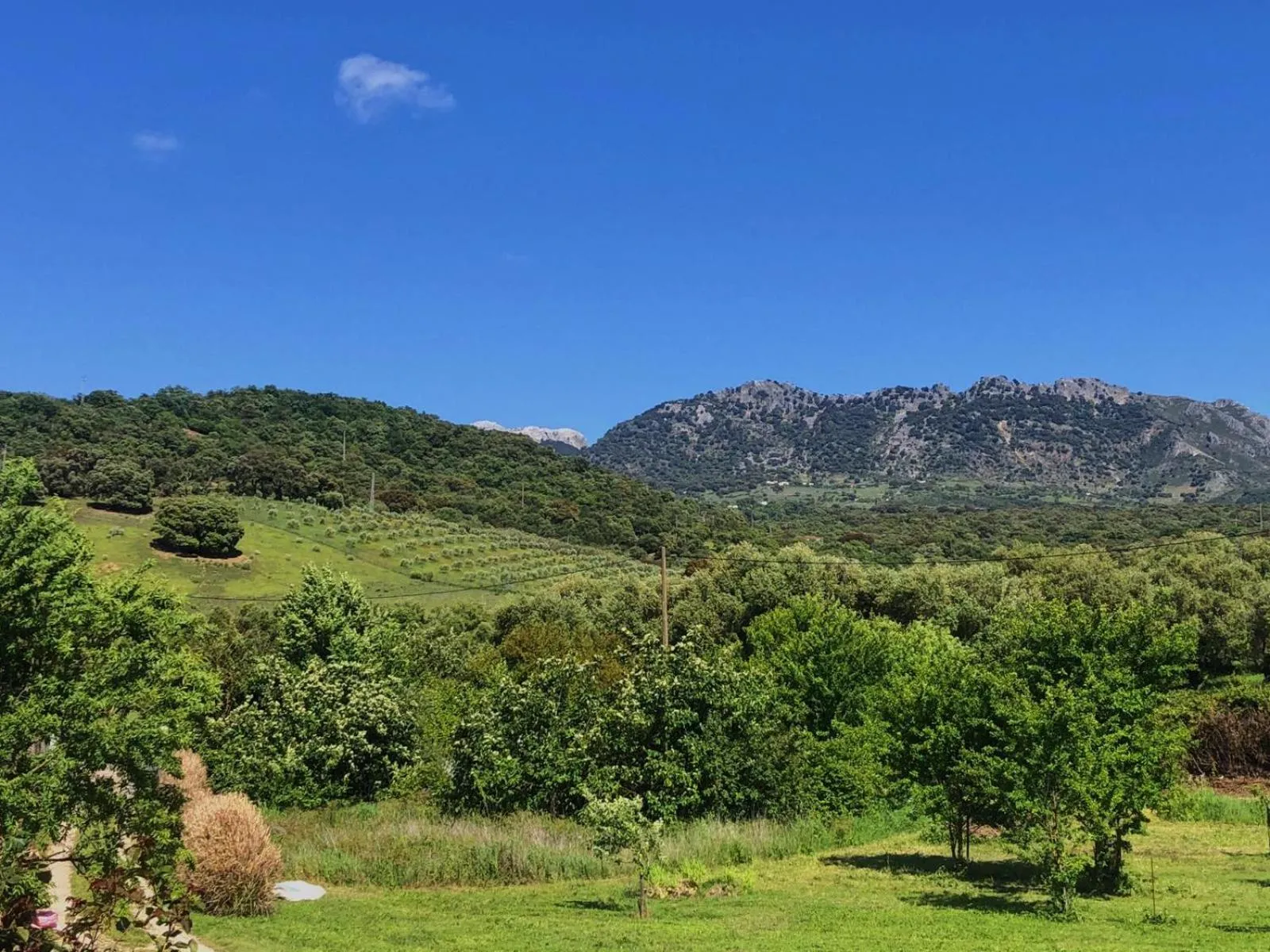 Garden in Finca La Rana Verde