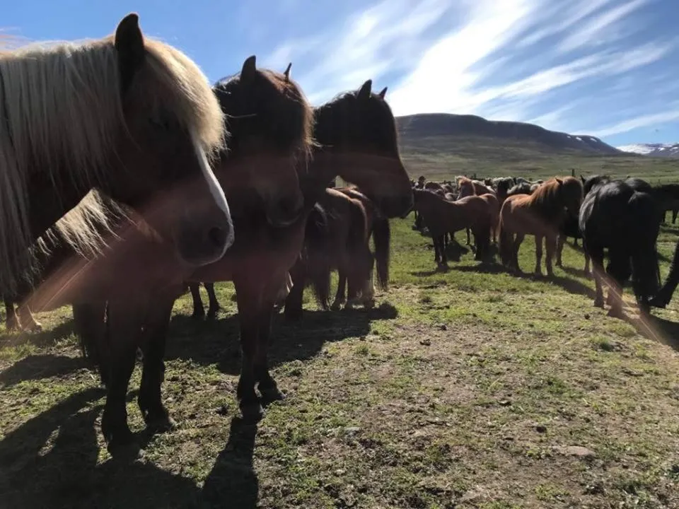 Syðra-Skörðugil Guesthouse