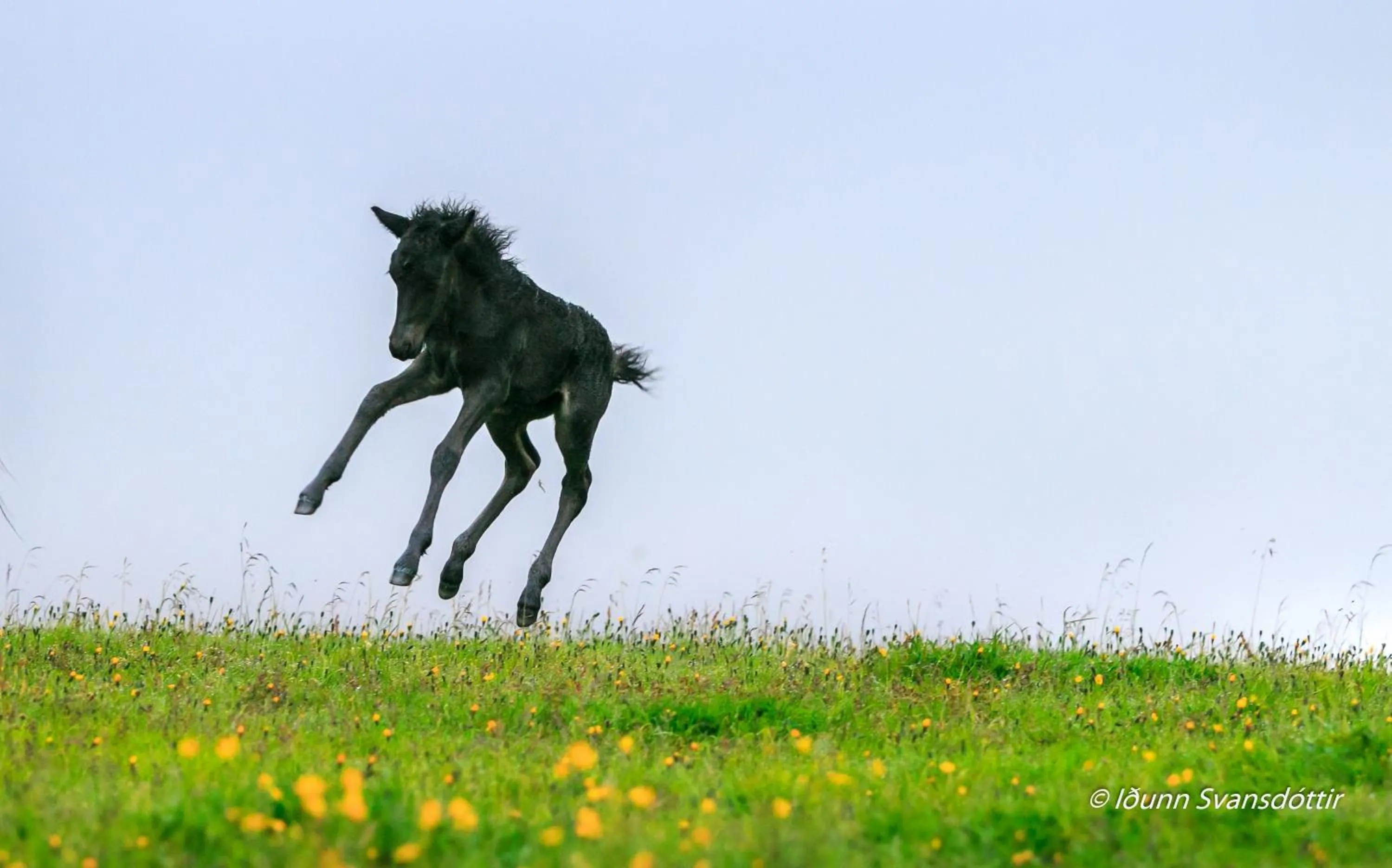 Syðra-Skörðugil Guesthouse