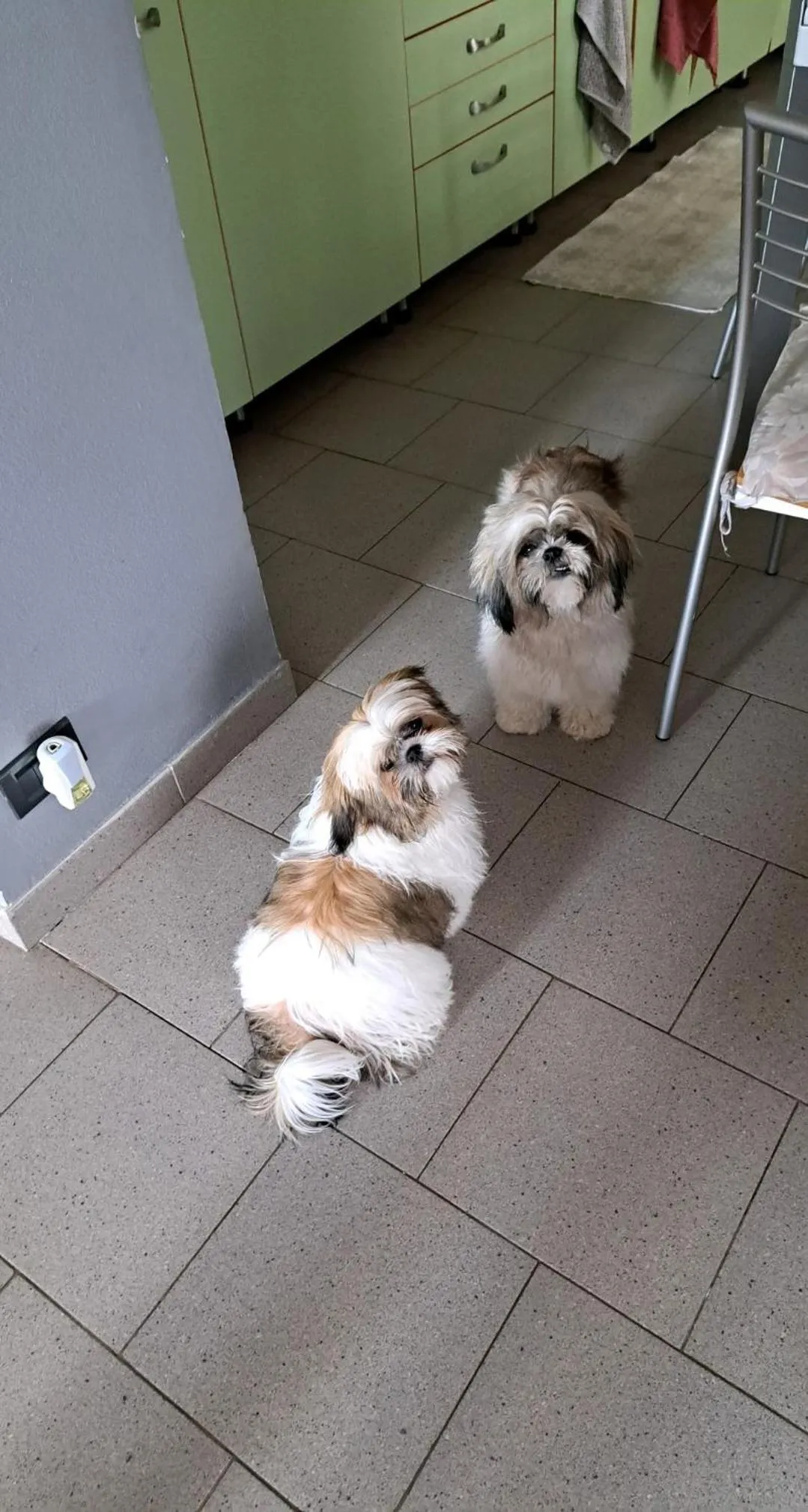 Pets in B&B La Fontanella