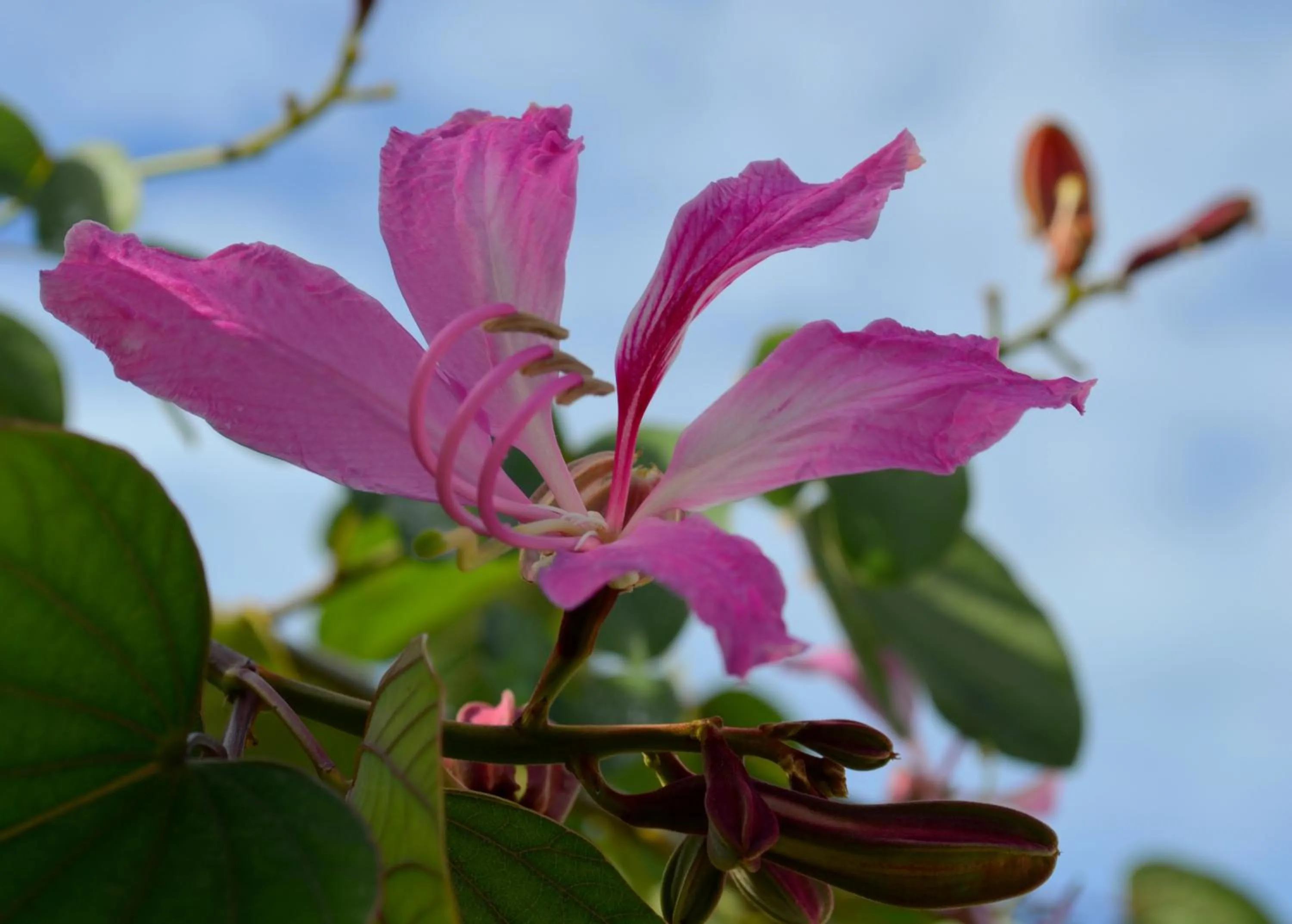 Garden in Residencial Portinari LTDA