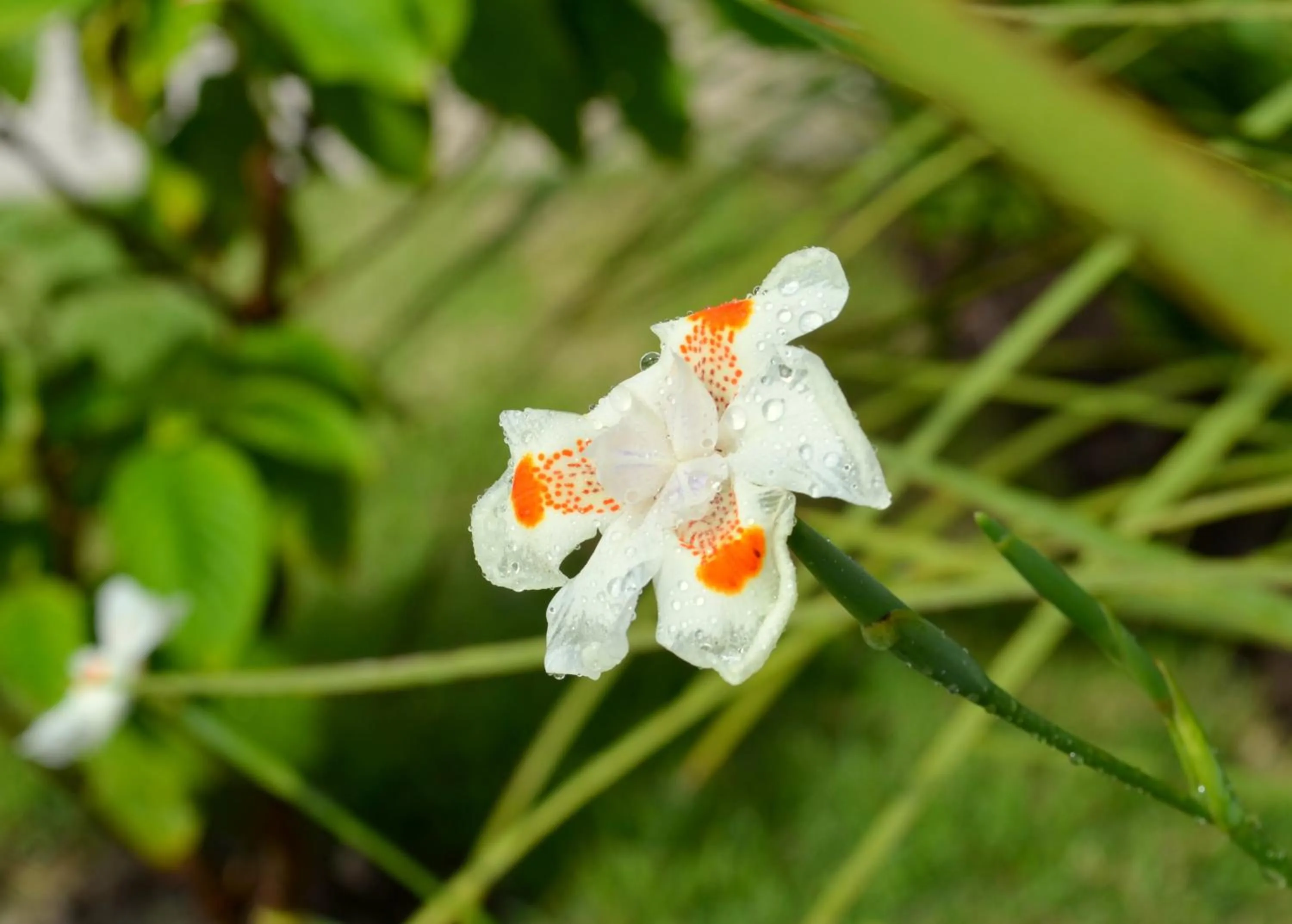 Garden in Residencial Portinari LTDA
