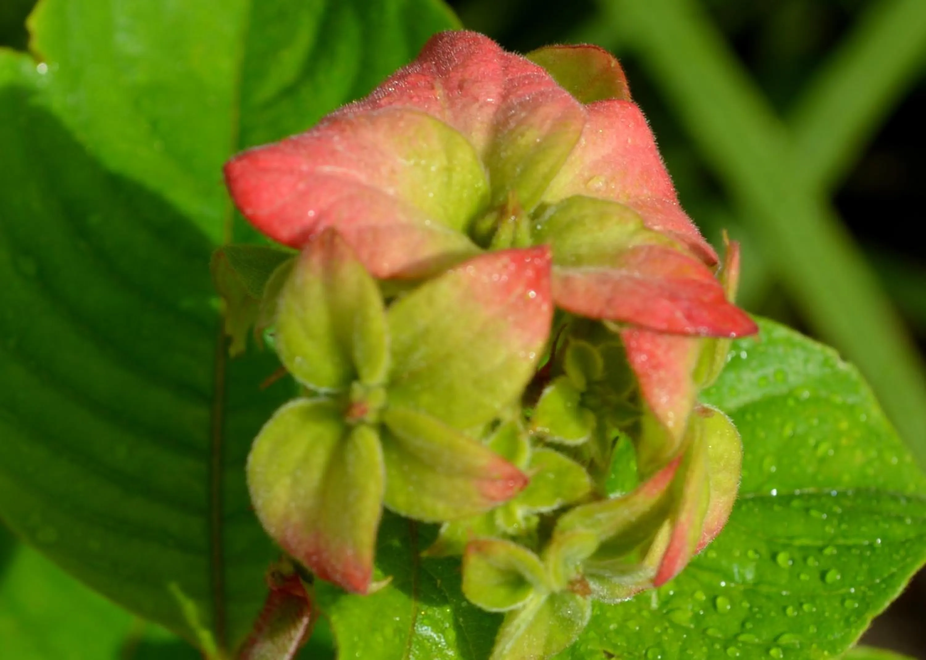 Garden in Residencial Portinari LTDA