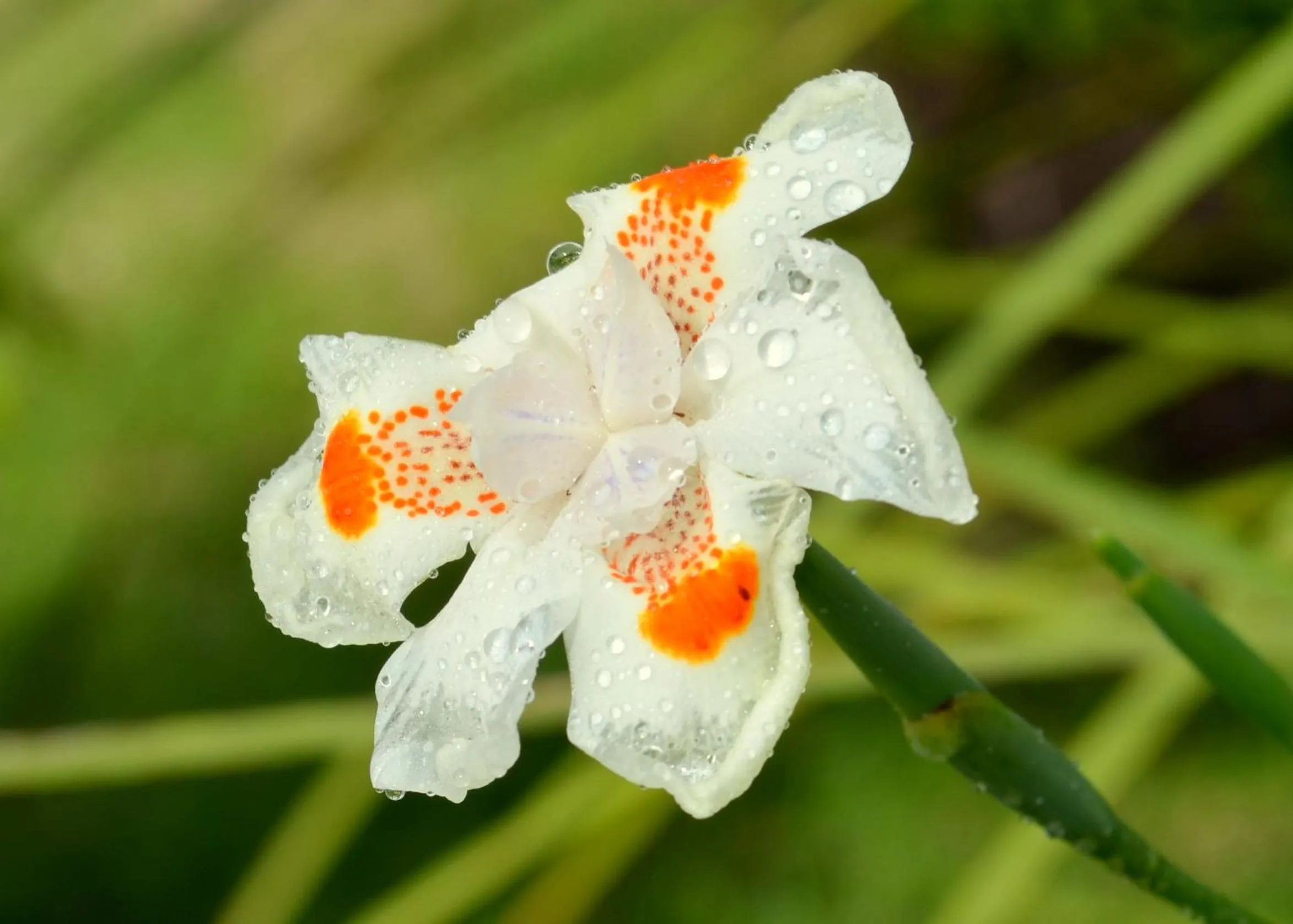 Garden in Residencial Portinari LTDA