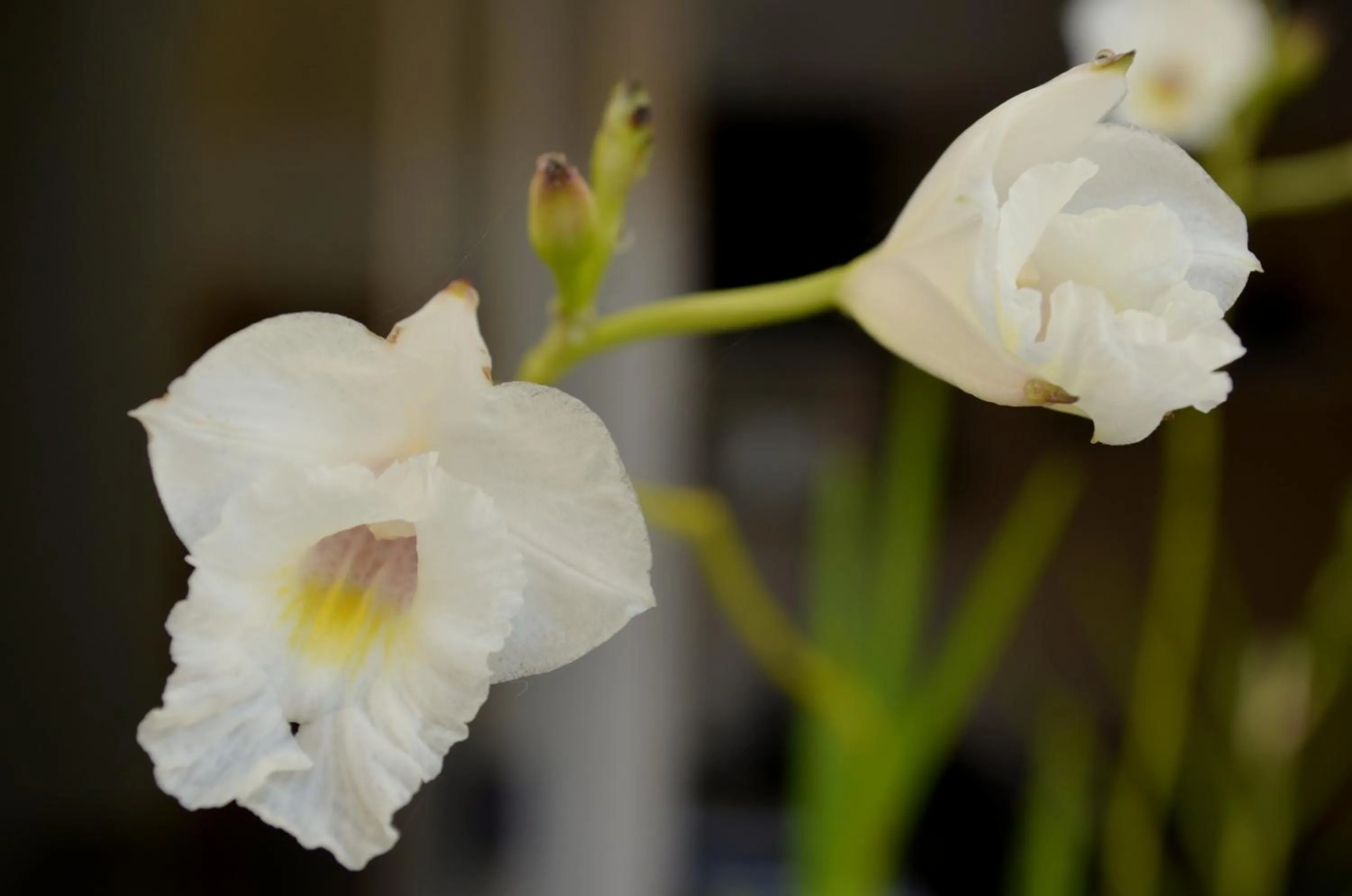 Garden in Residencial Portinari LTDA