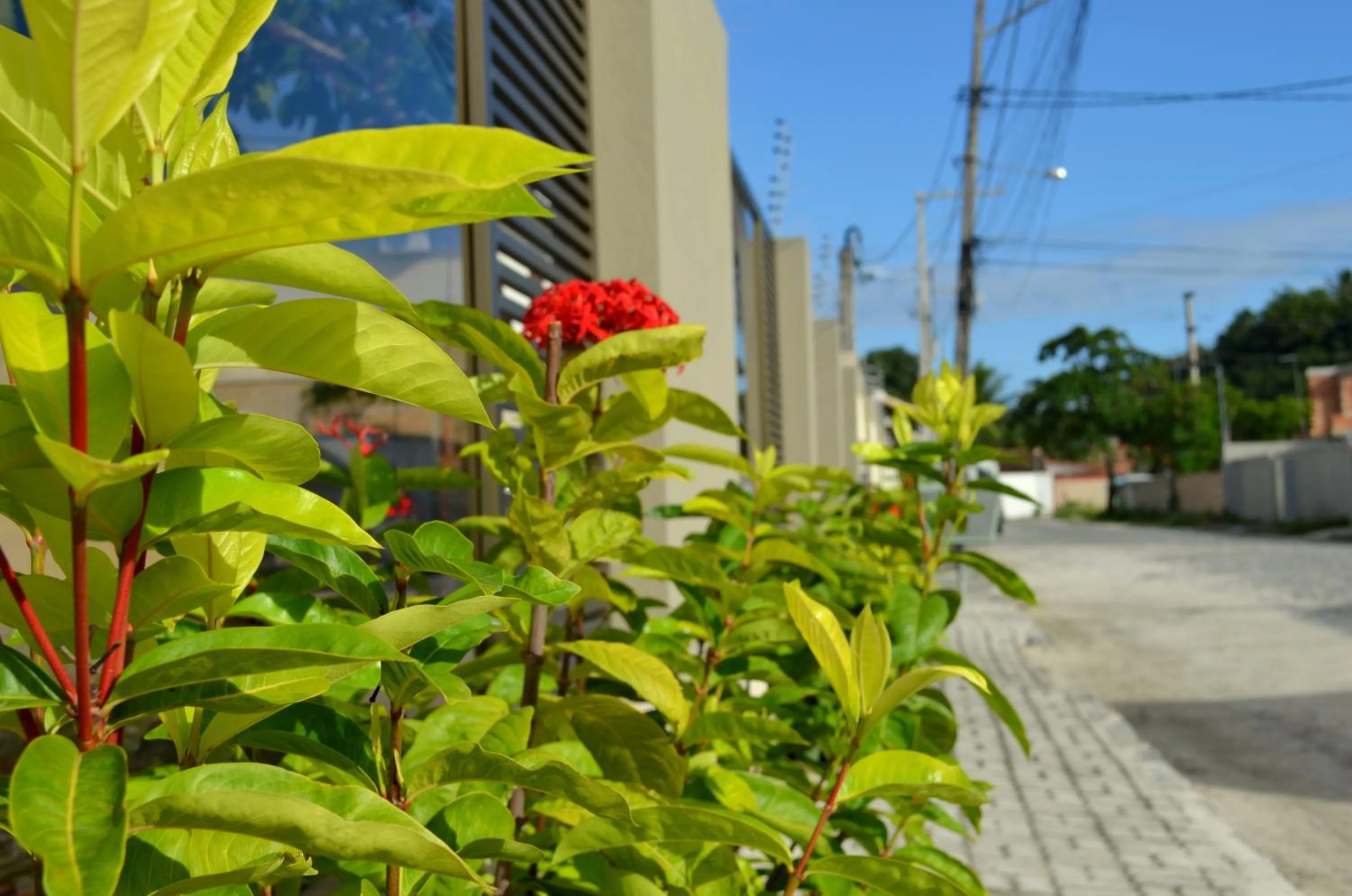 Garden in Residencial Portinari LTDA