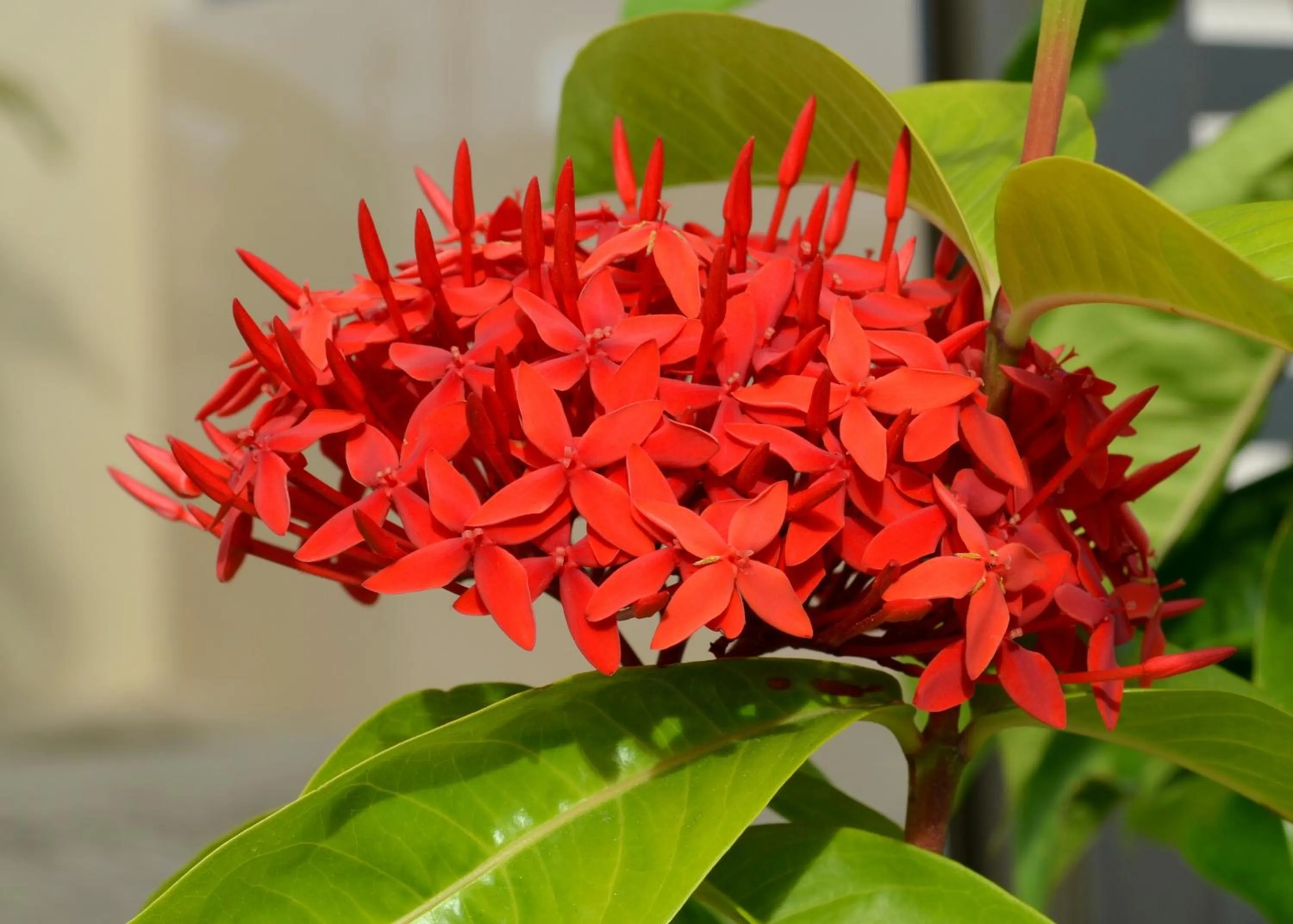 Garden in Residencial Portinari LTDA