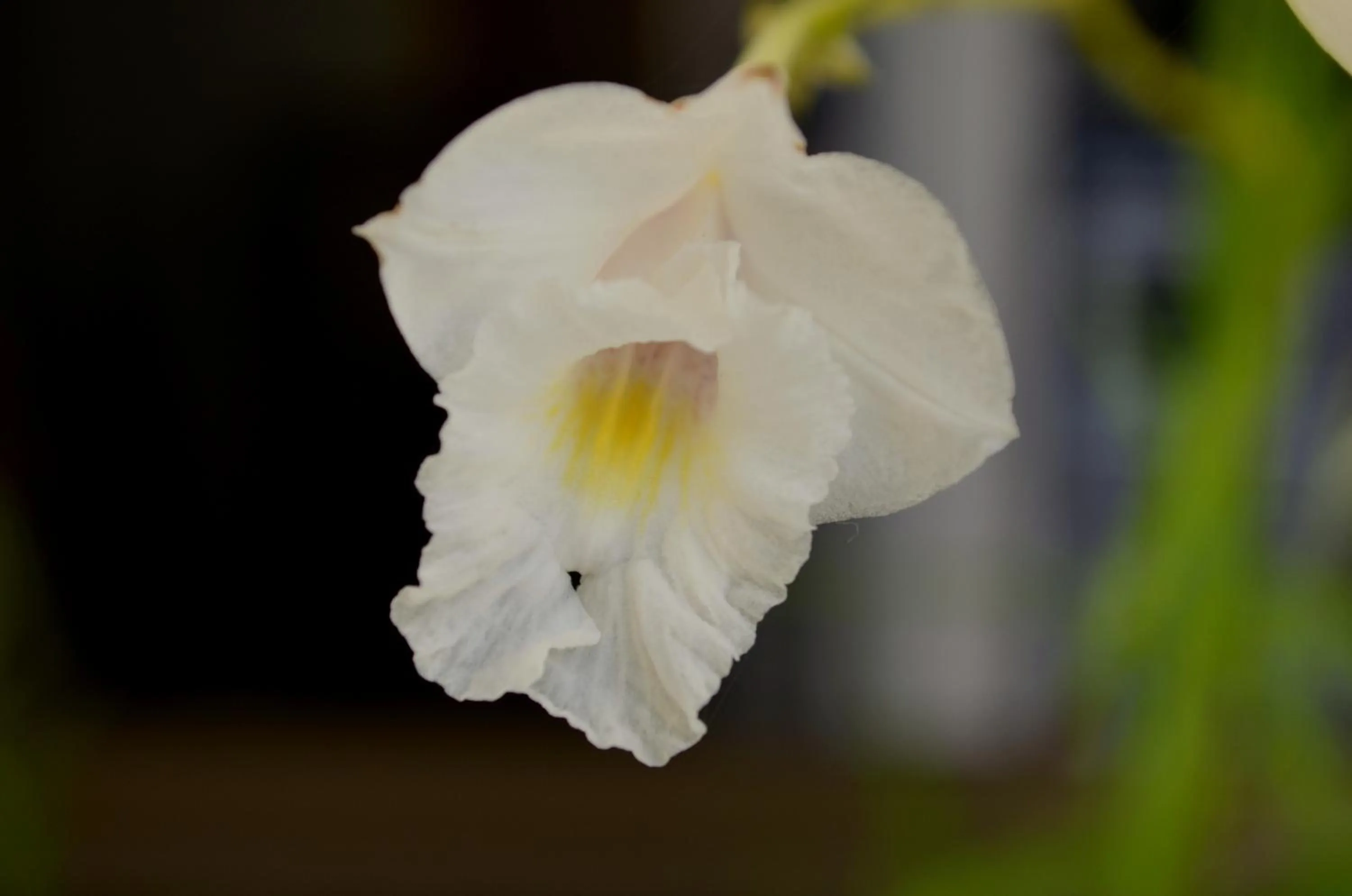 Garden in Residencial Portinari LTDA