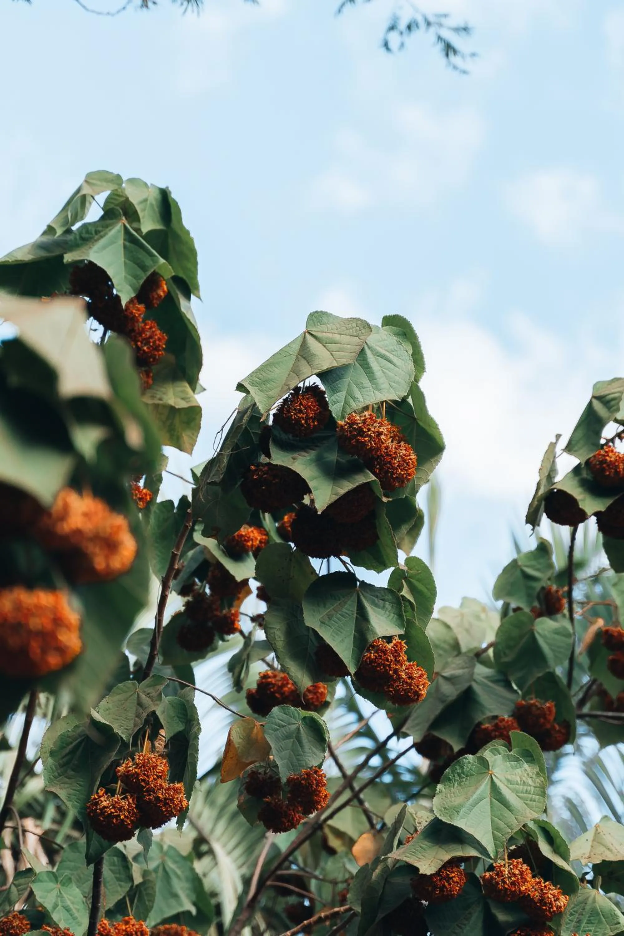 Hostel Chápada Dos Veadeiros