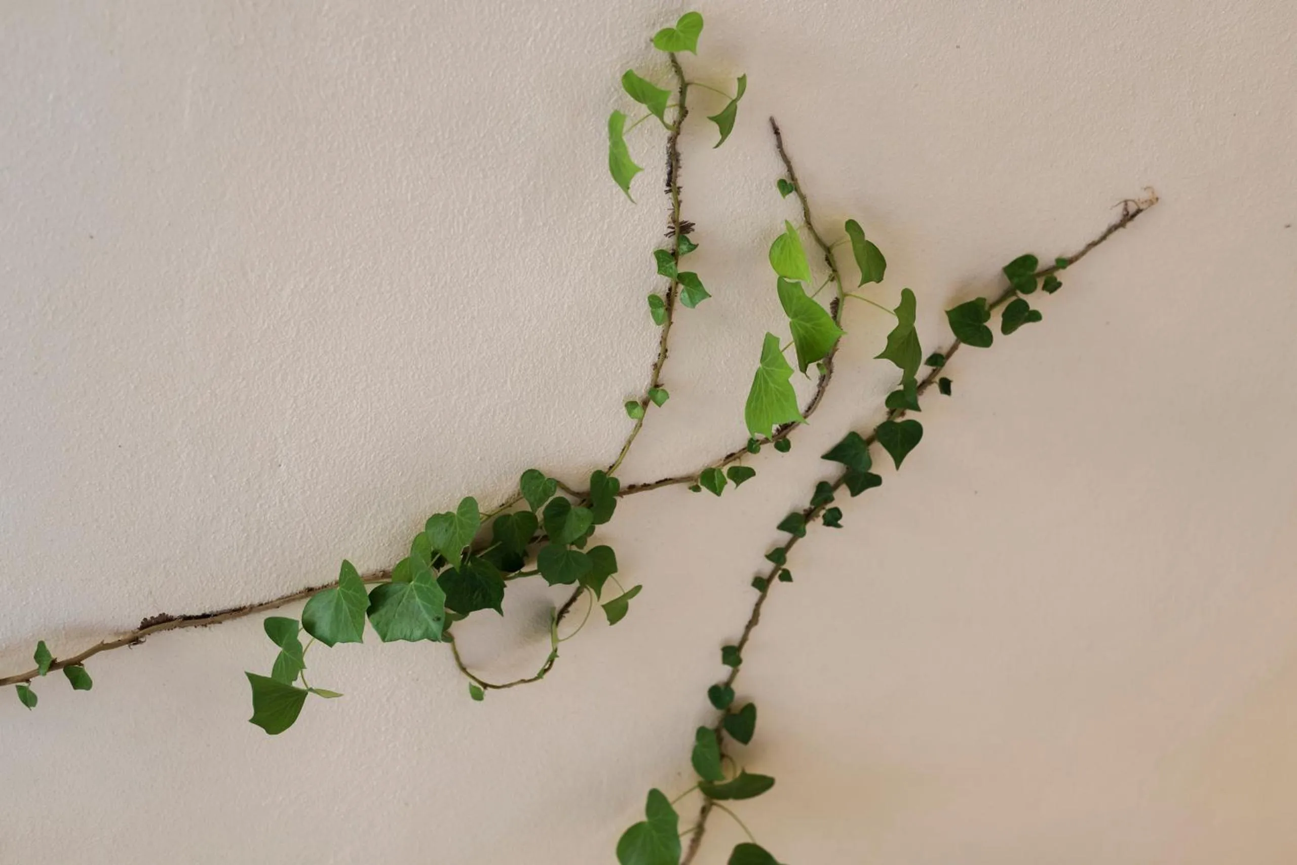 Decorative detail in La Muccheria