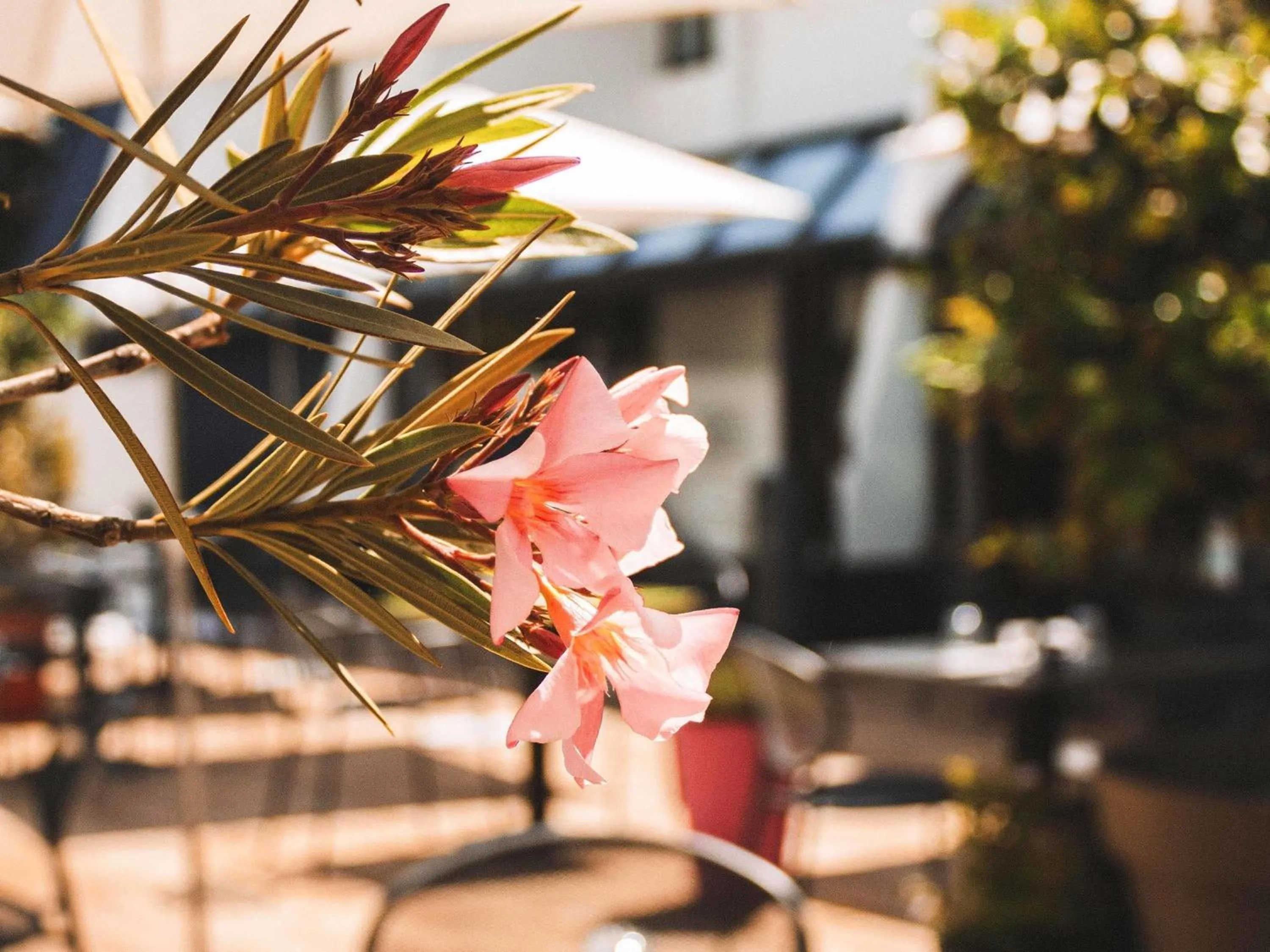 Restaurant/places to eat in Ibis Styles Toulouse Labège