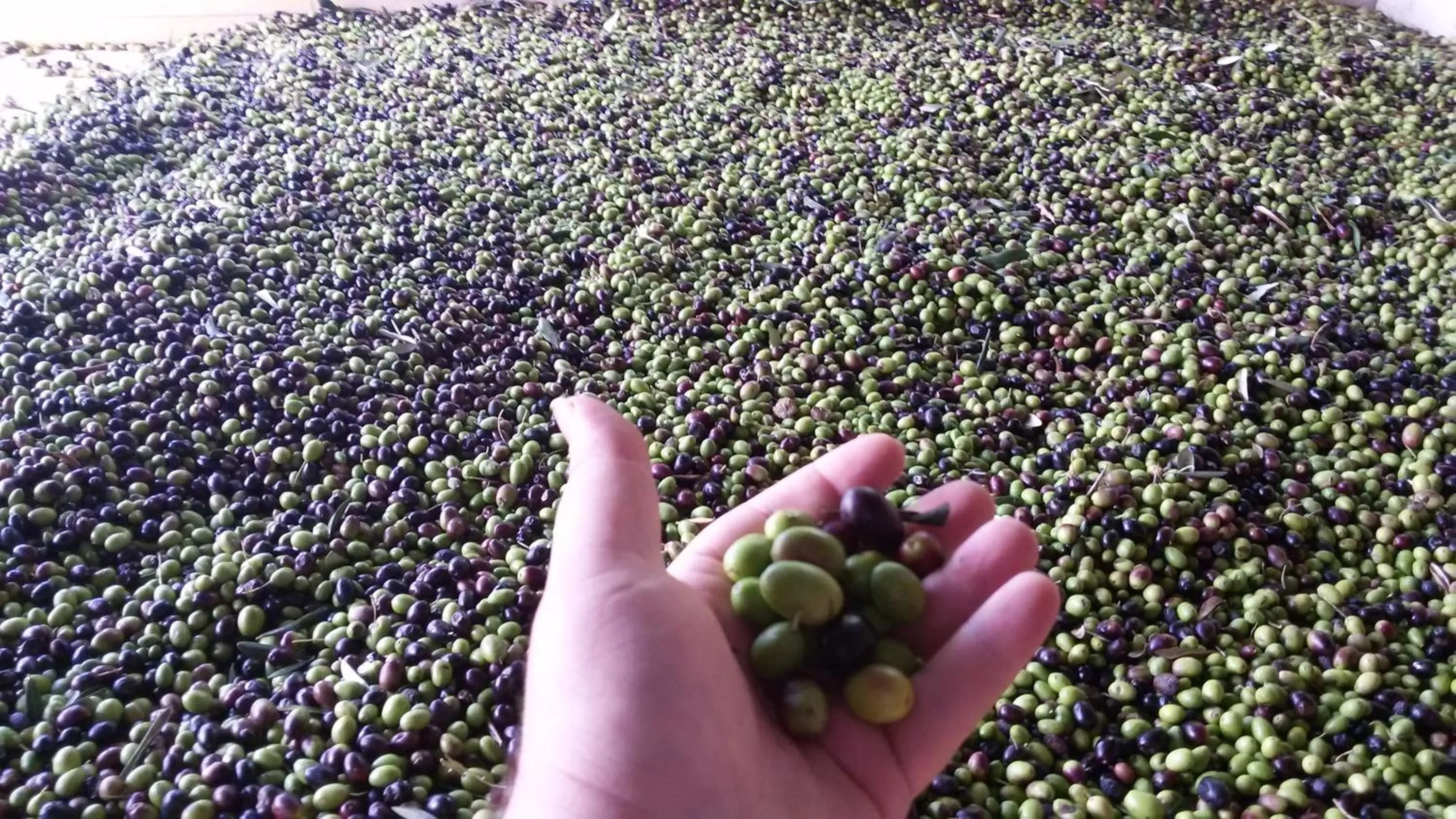 Food and drinks in Locanda Dei Boi