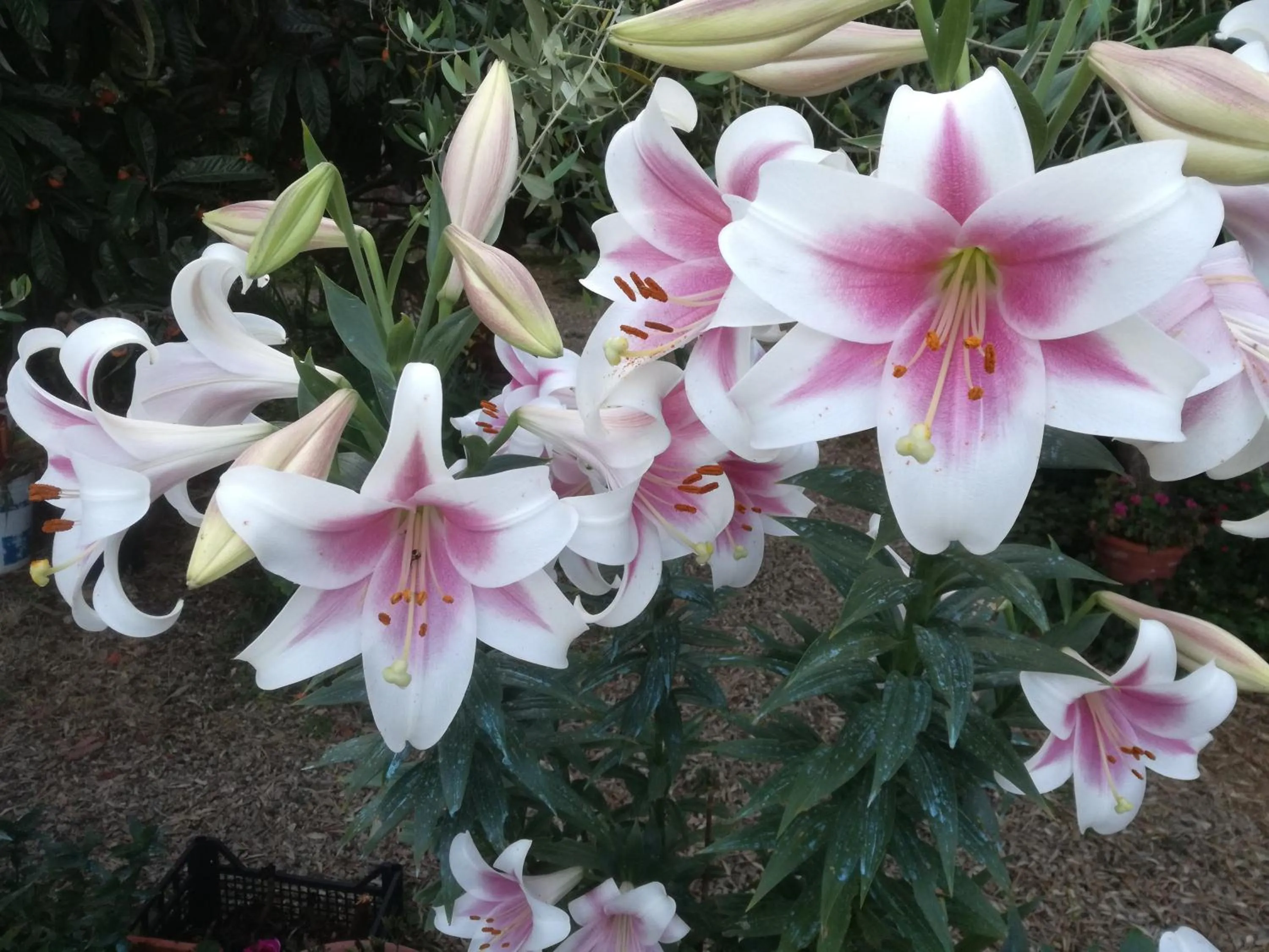 Other in Locanda Dei Boi