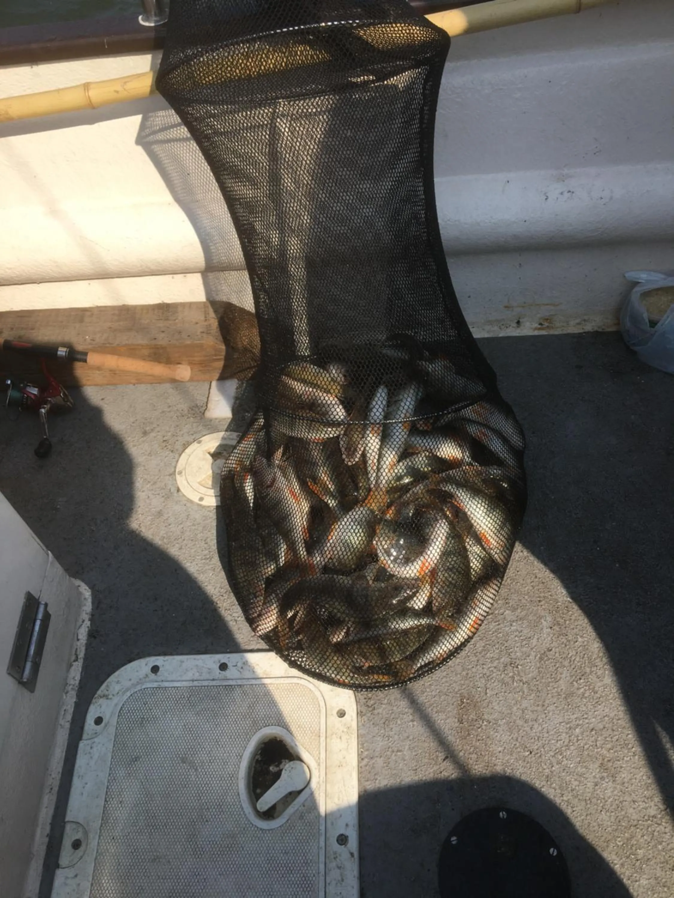 Fishing in Pod Kasztanem