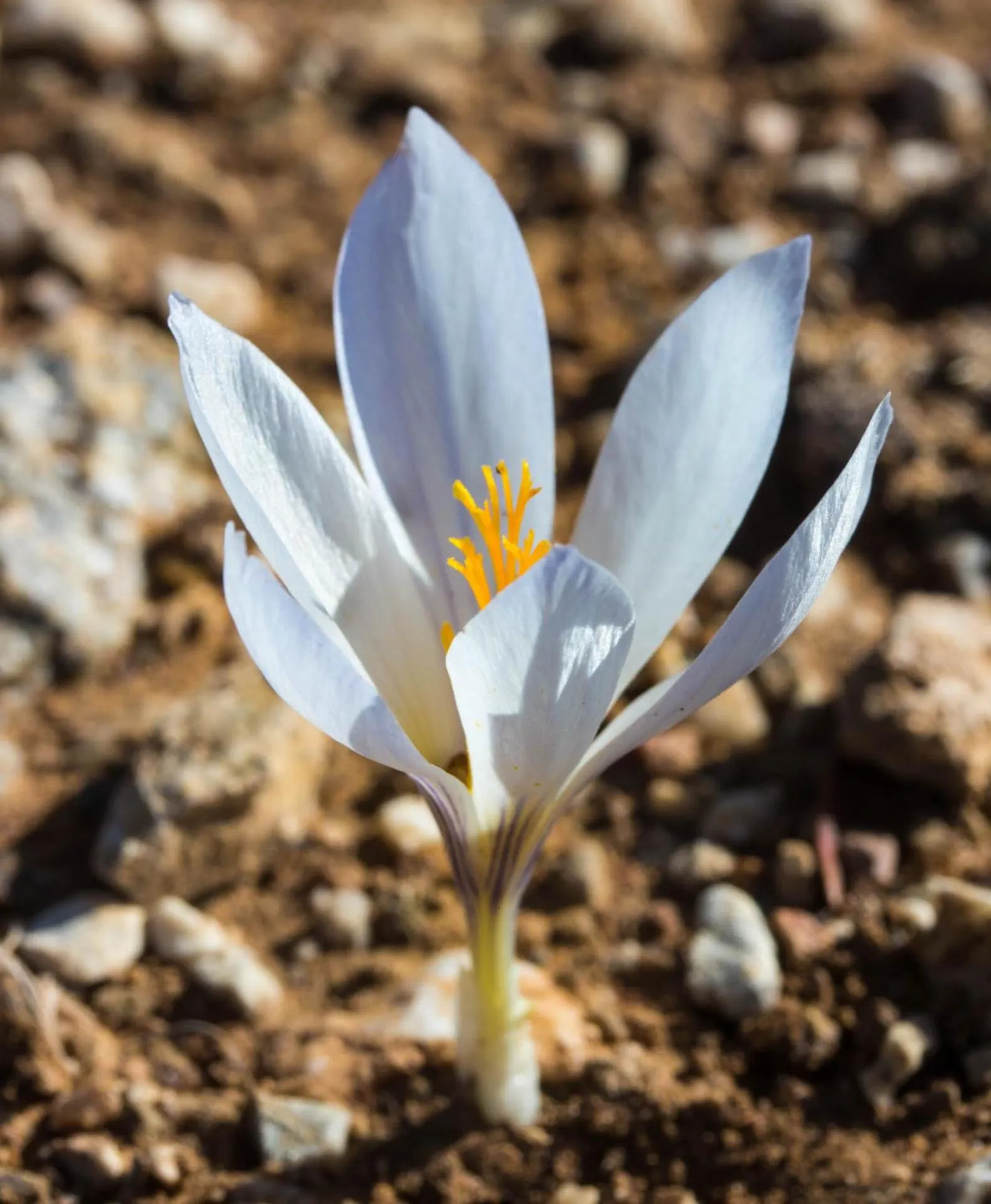 Archontiko Fiamegou Hotel&Spa