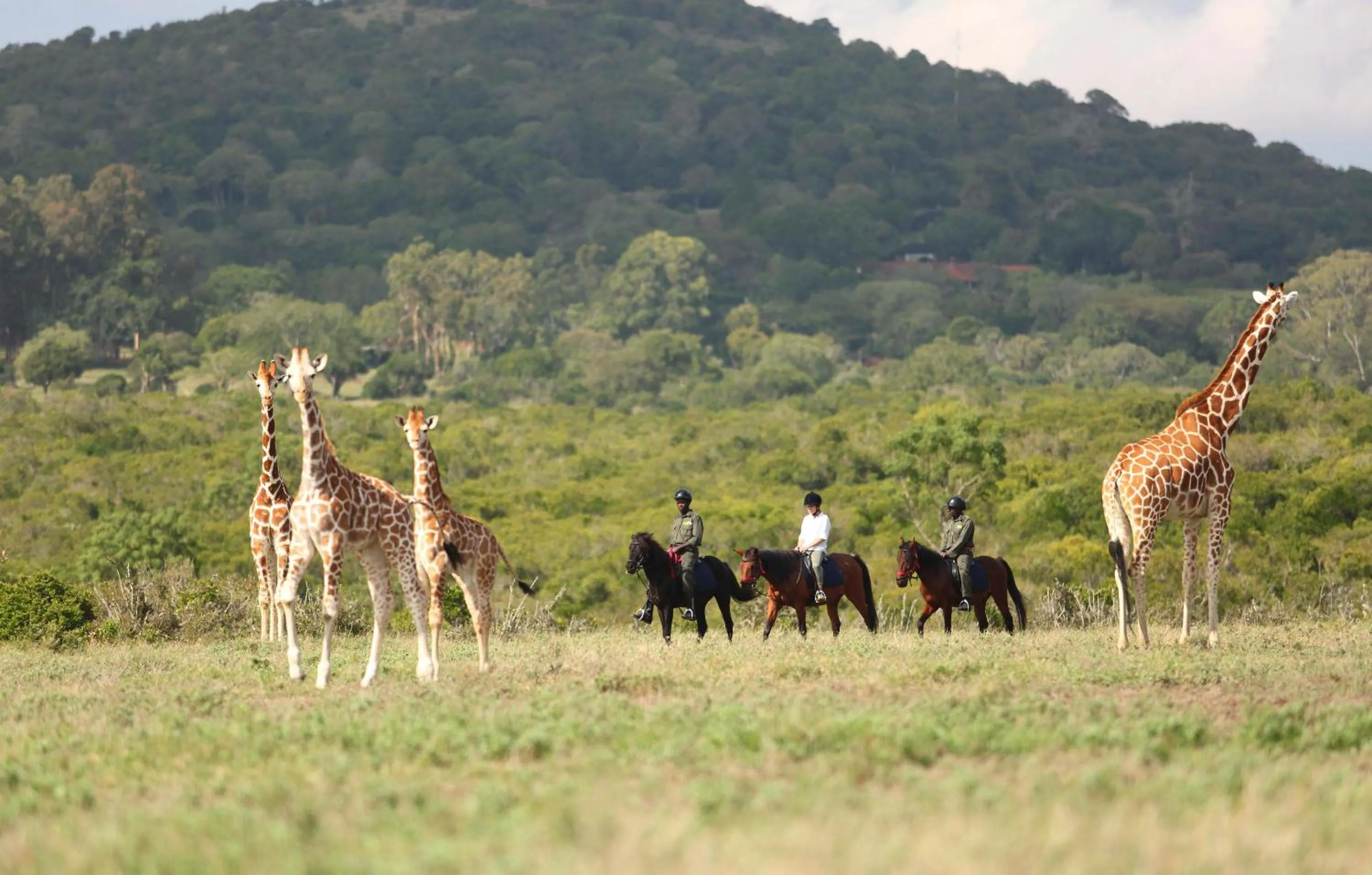 Natural landscape in The Aberdare Country Club
