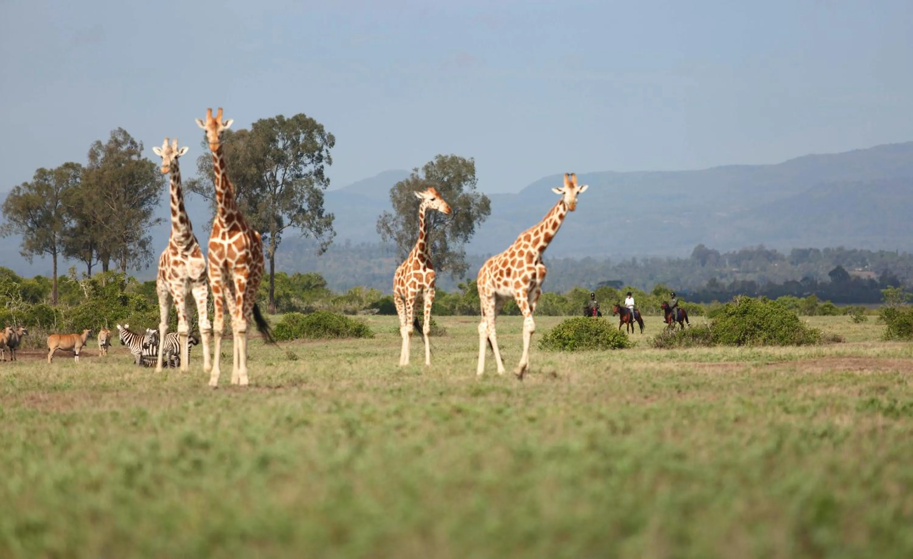 Animals in The Aberdare Country Club