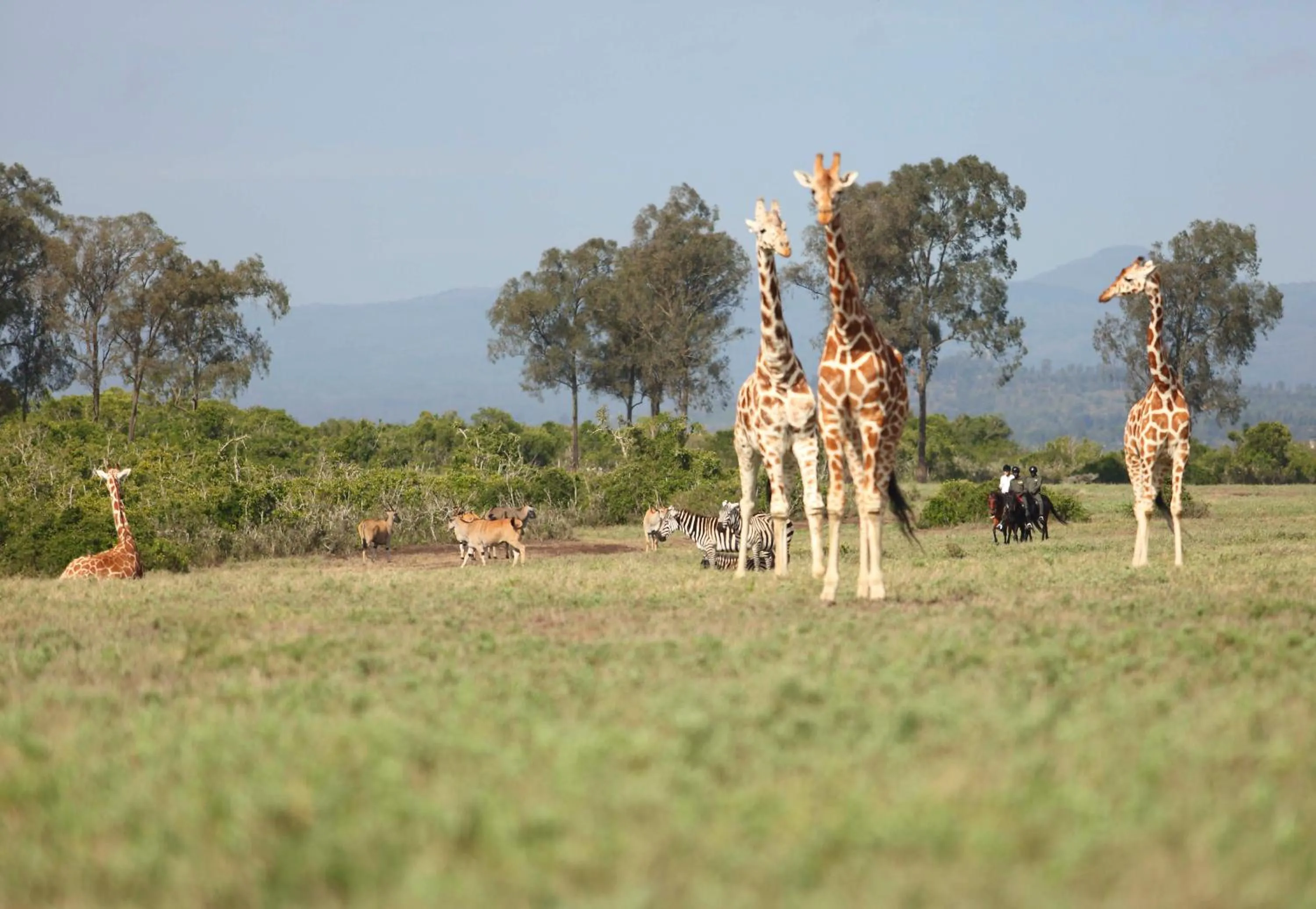 Natural landscape in The Aberdare Country Club
