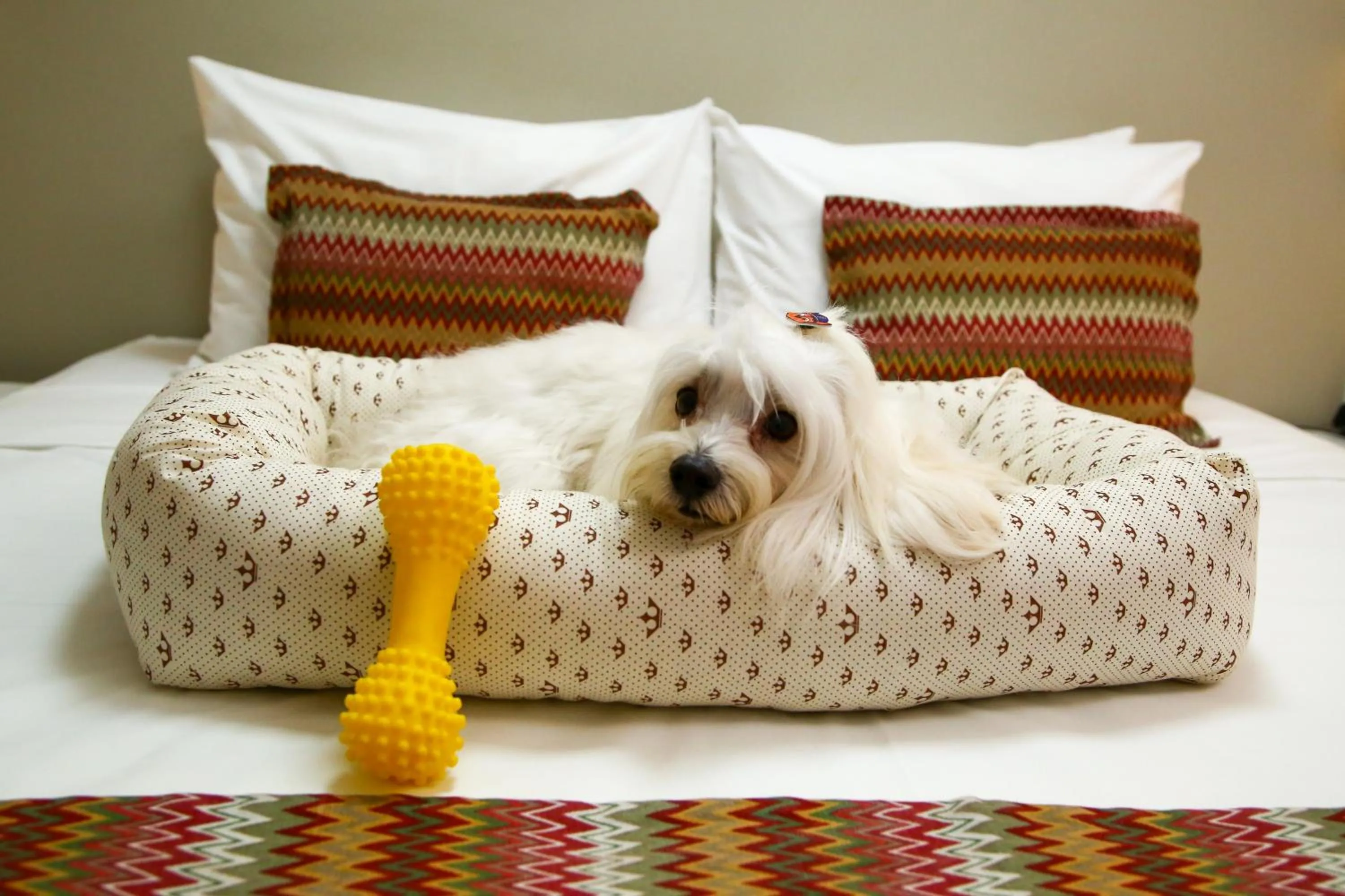 Pets, Bed in Transamerica Fit Vitória Reta da Penha